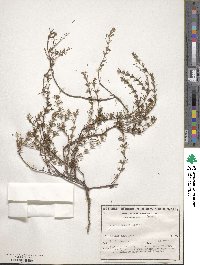 Image of Acacia baueri