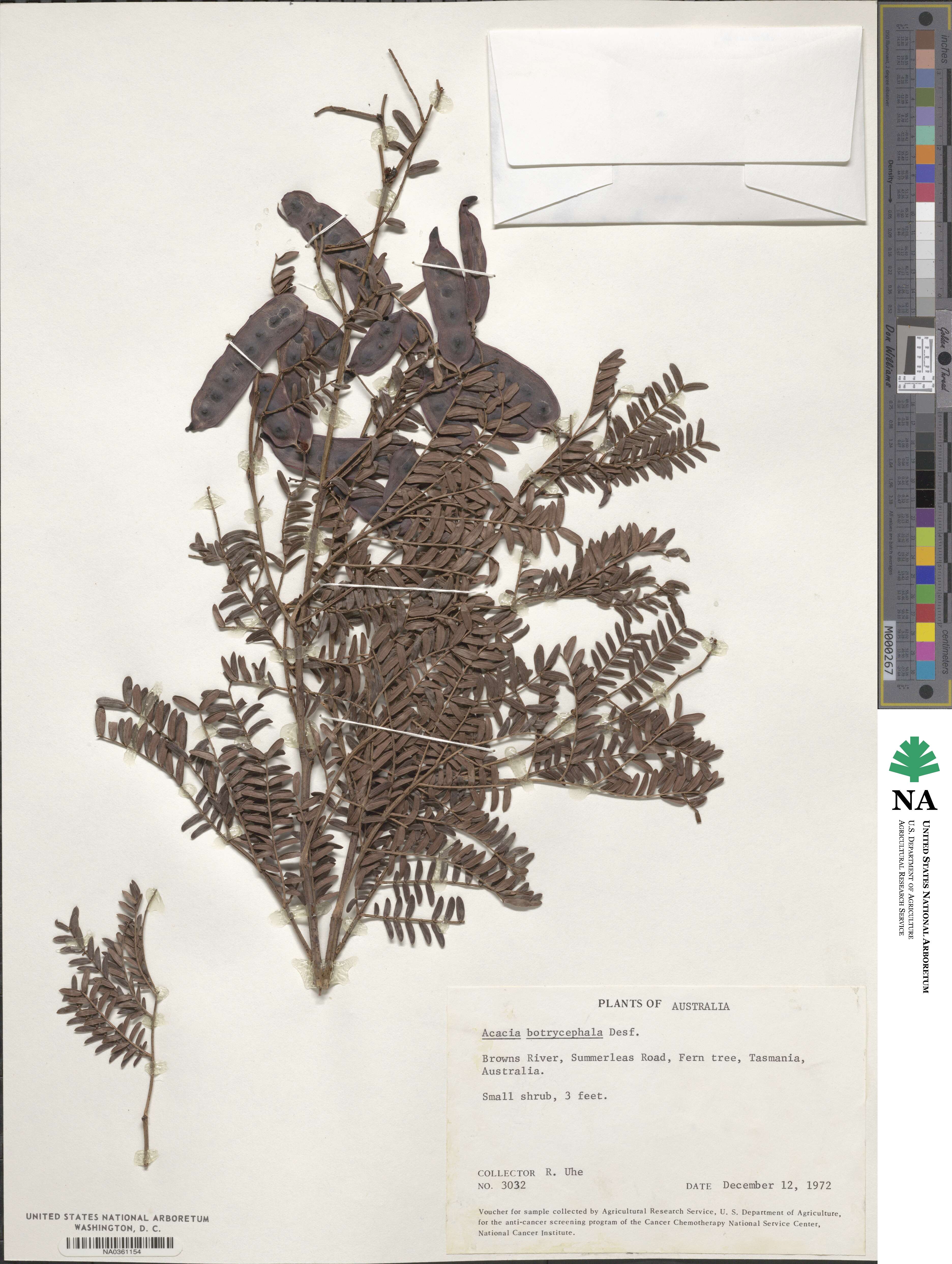 Acacia terminalis image