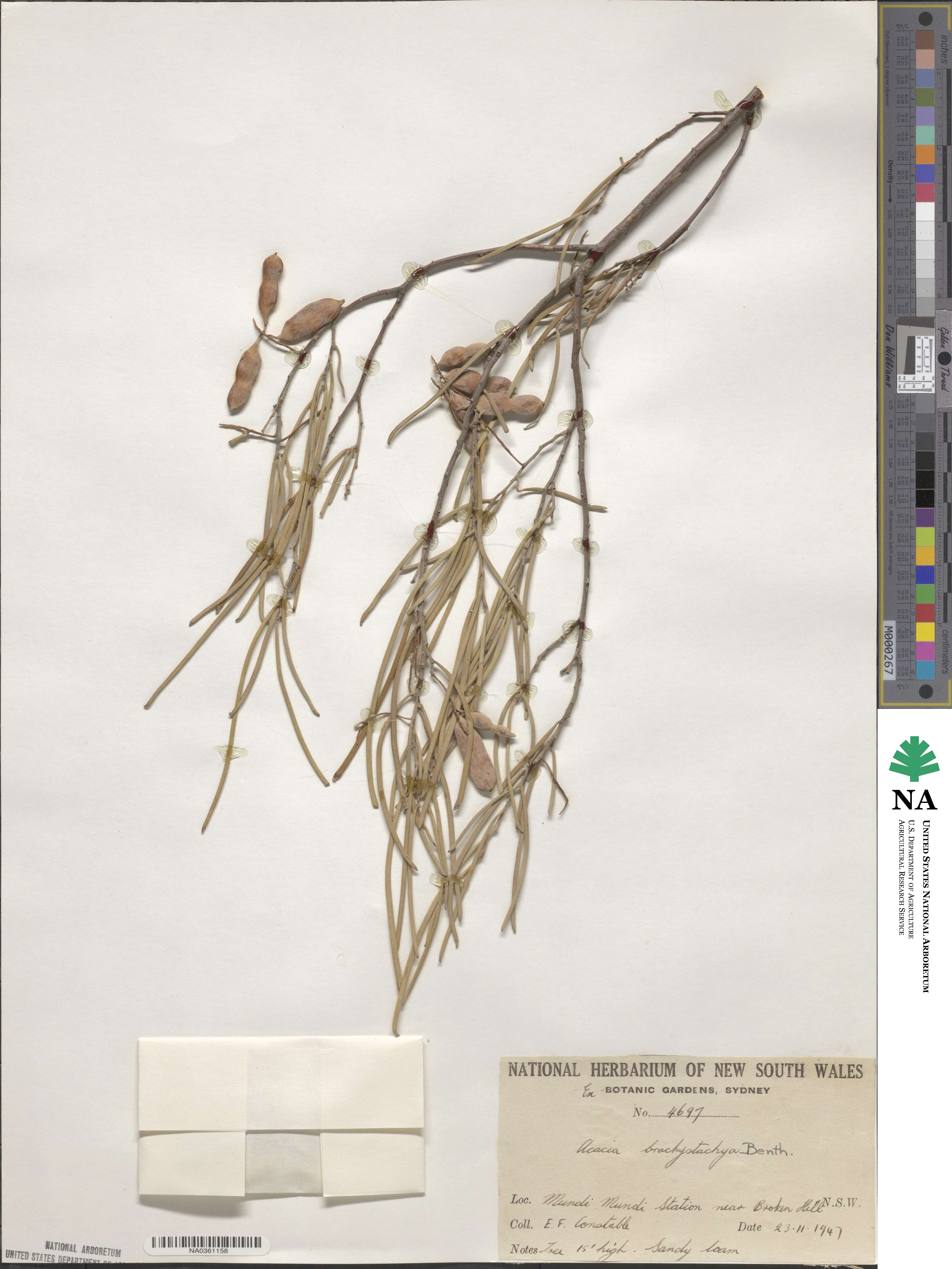 Acacia brachystachya image