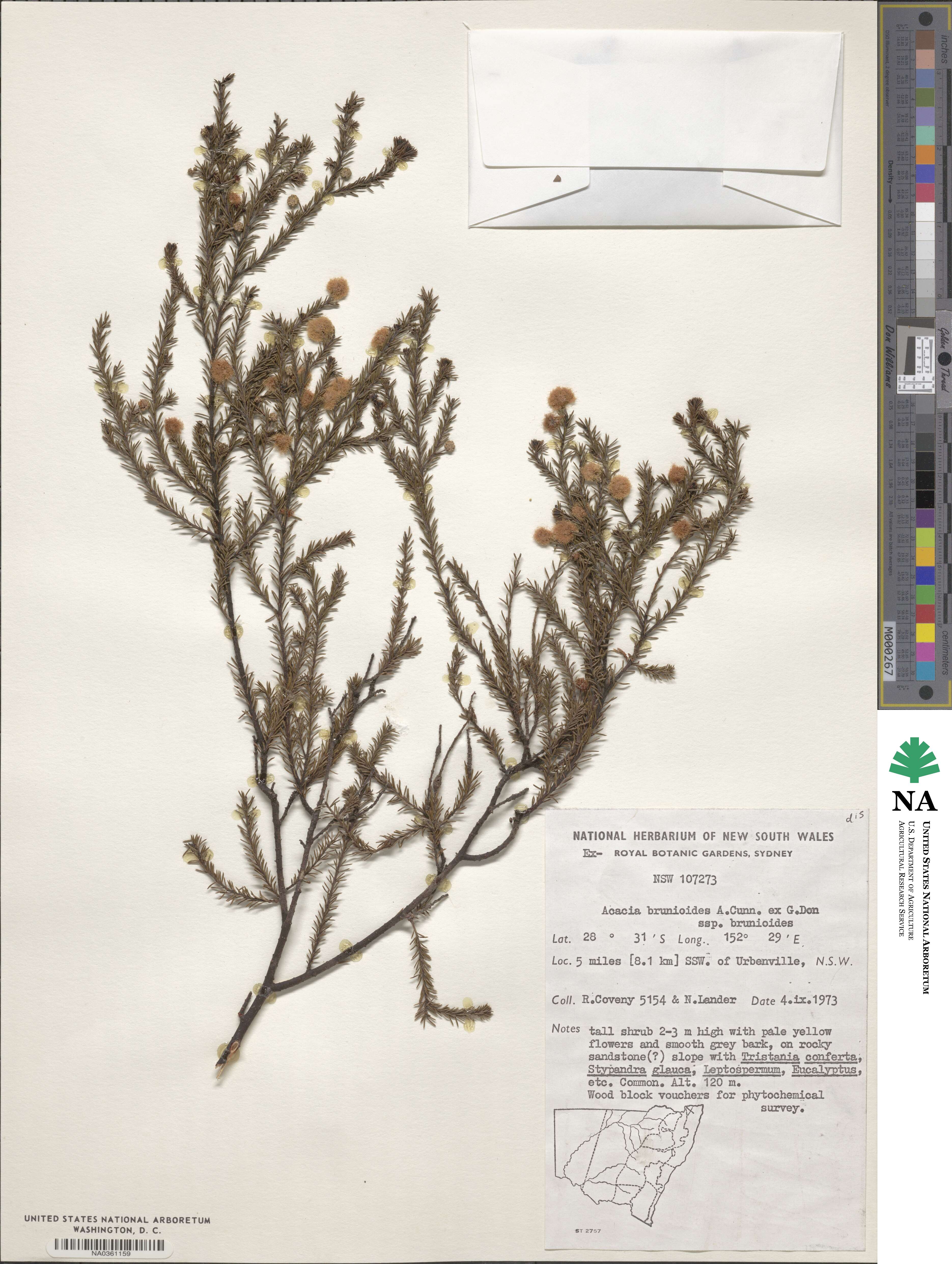 Acacia brunioides image