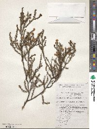 Image of Acacia brunioides