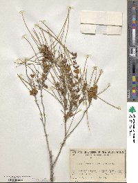 Image of Acacia burkittii