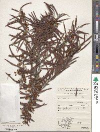 Image of Acacia caesiella