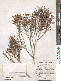 Acacia calamifolia image