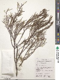 Acacia calamifolia image