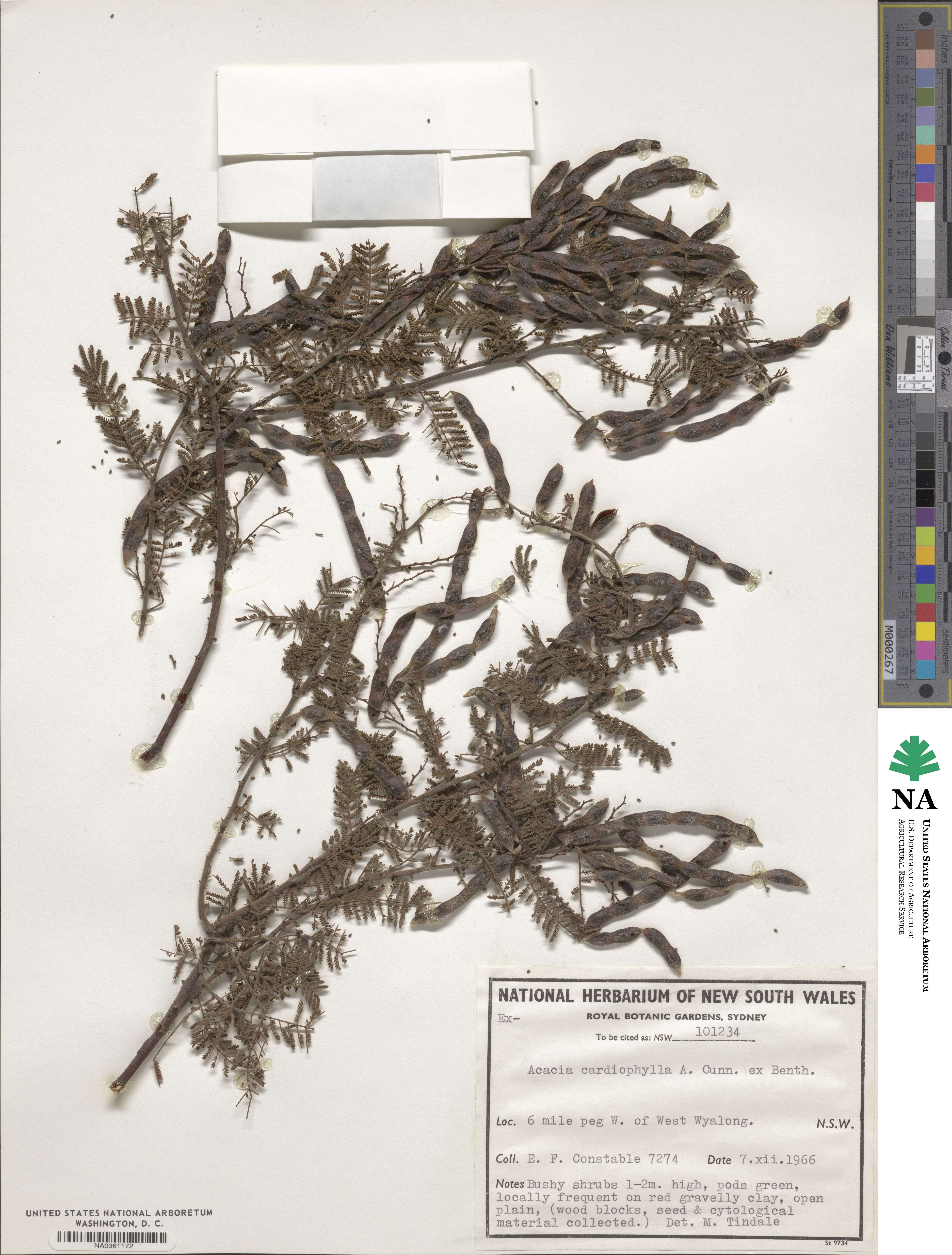 Acacia cardiophylla image