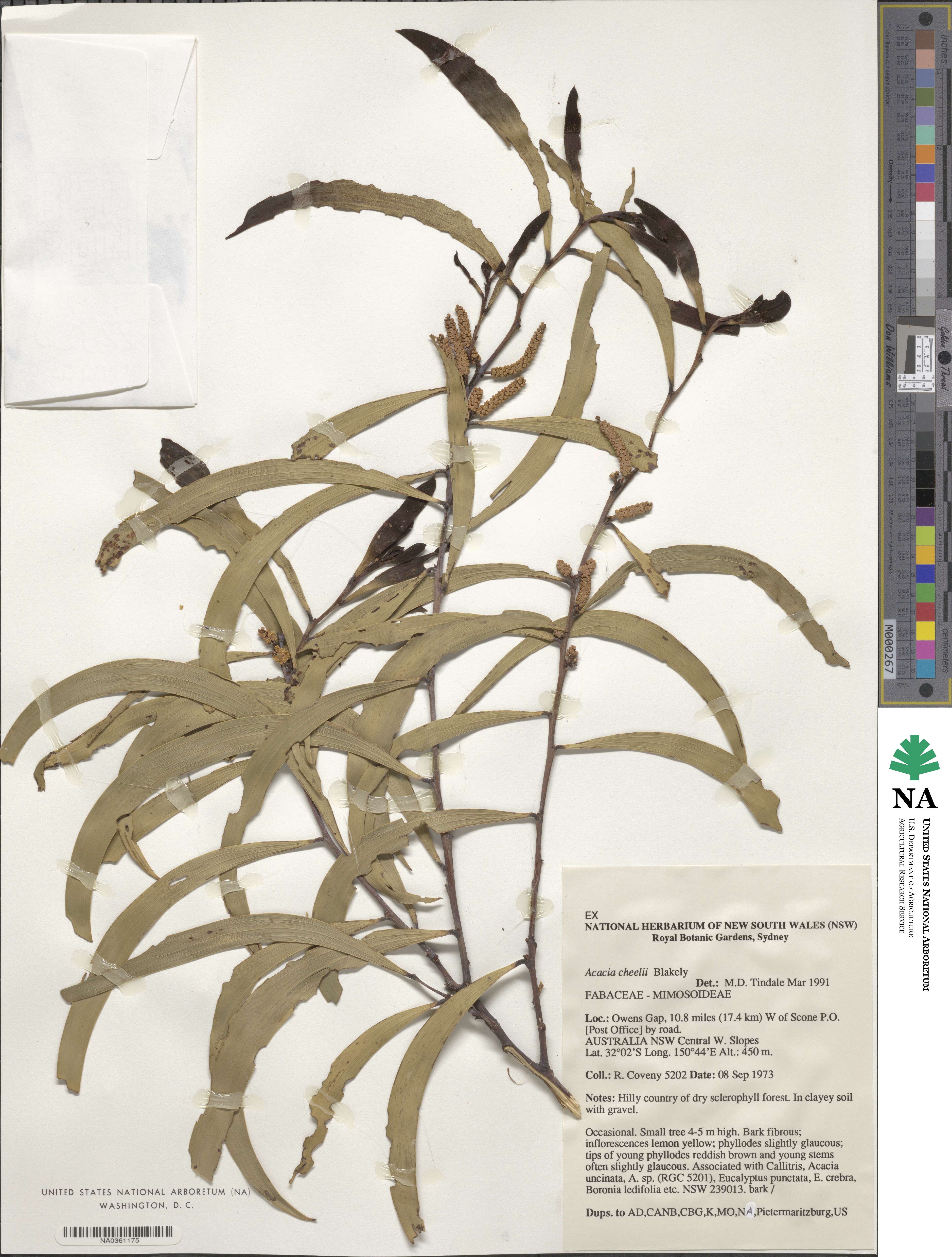 Acacia cheelii image