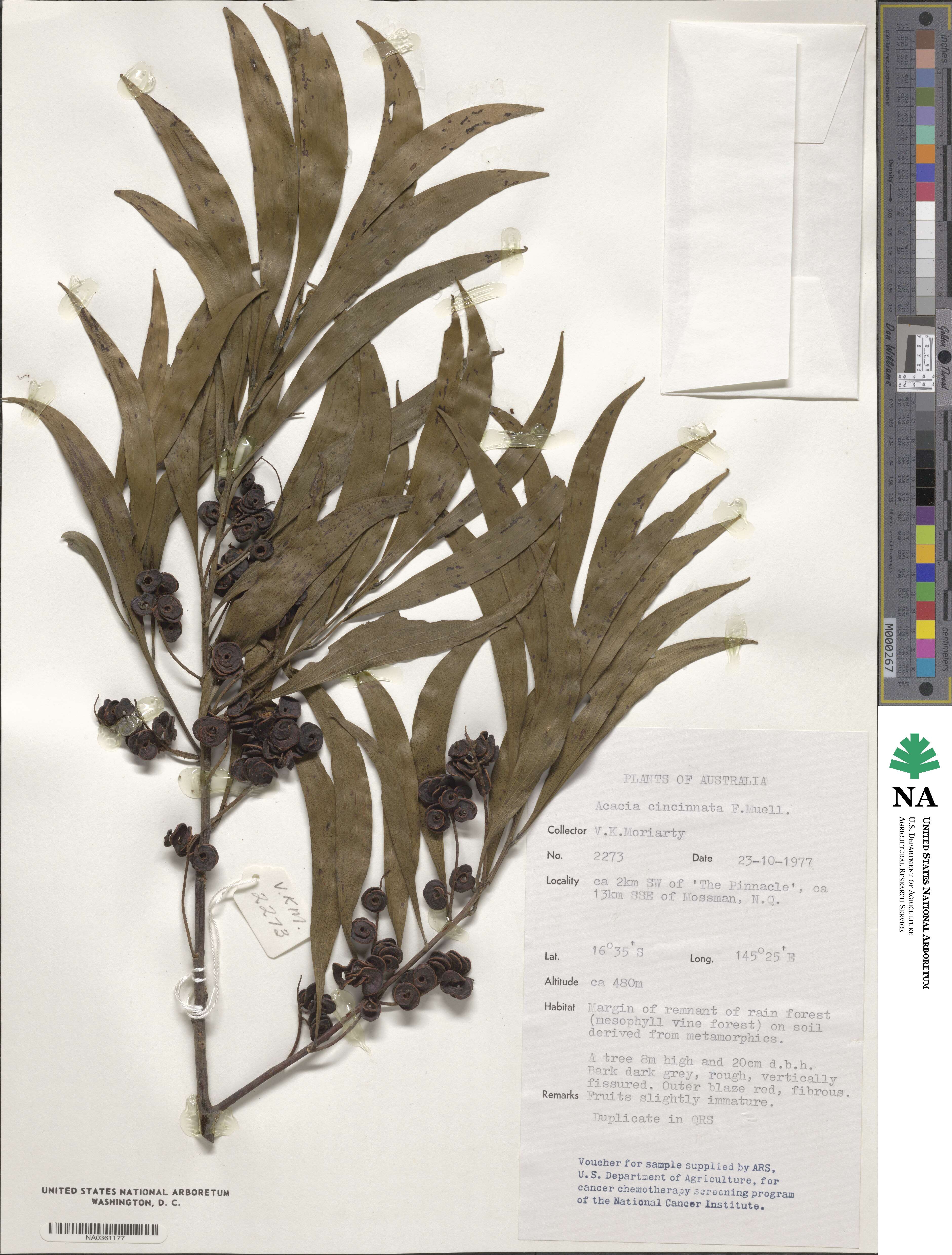 Acacia cincinnata image