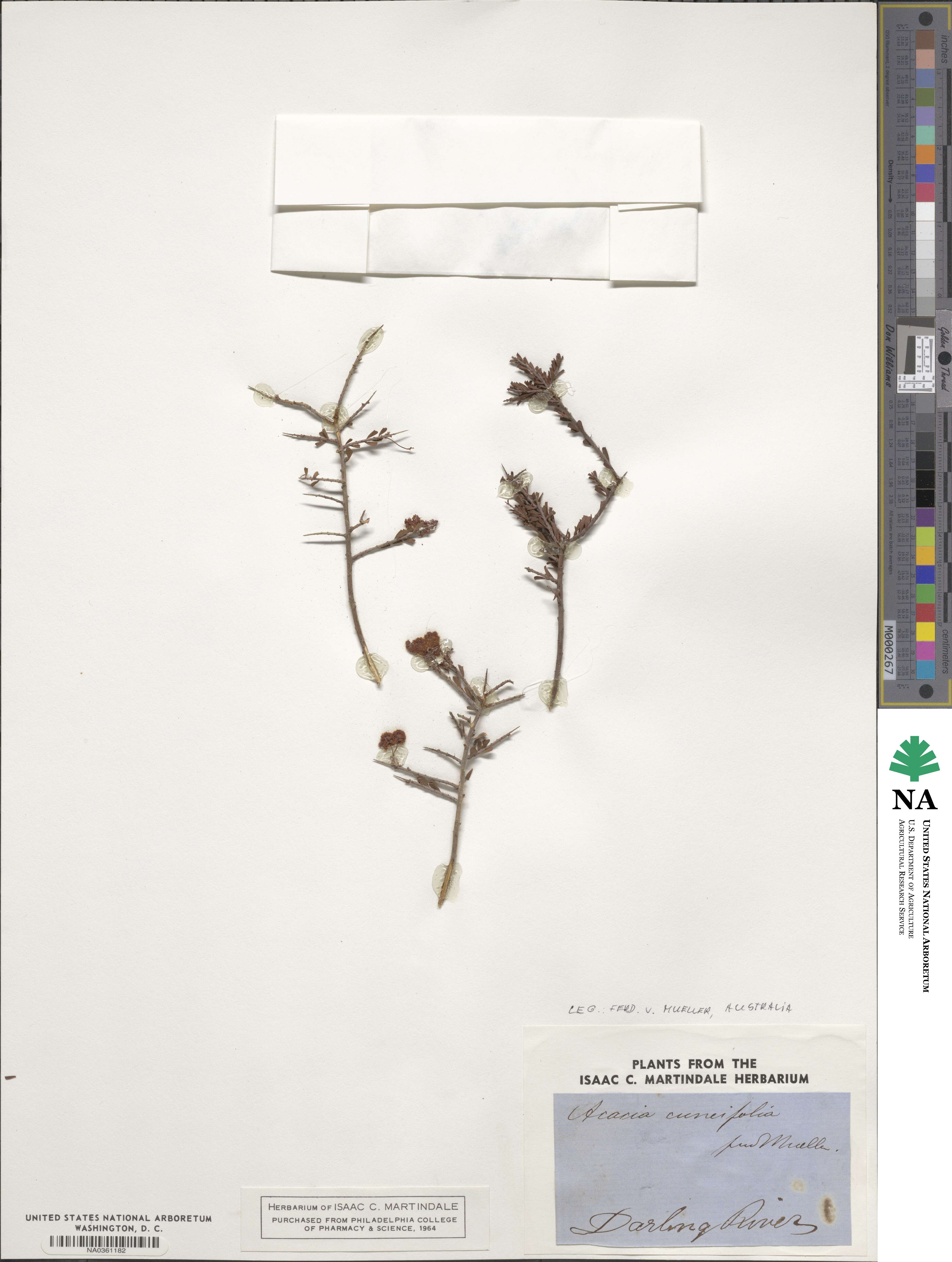 Acacia cuneifolia image