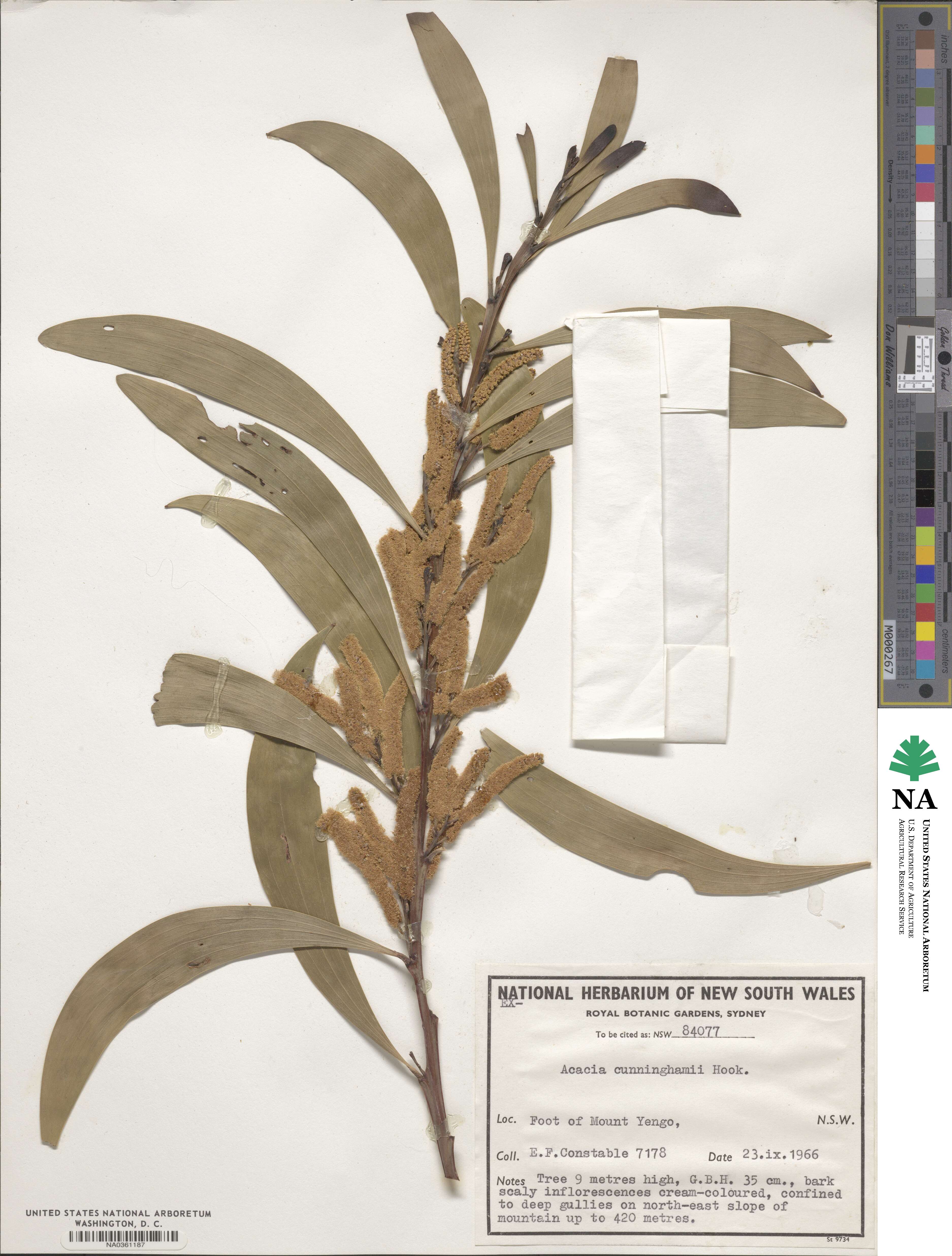 Acacia cunninghamii image