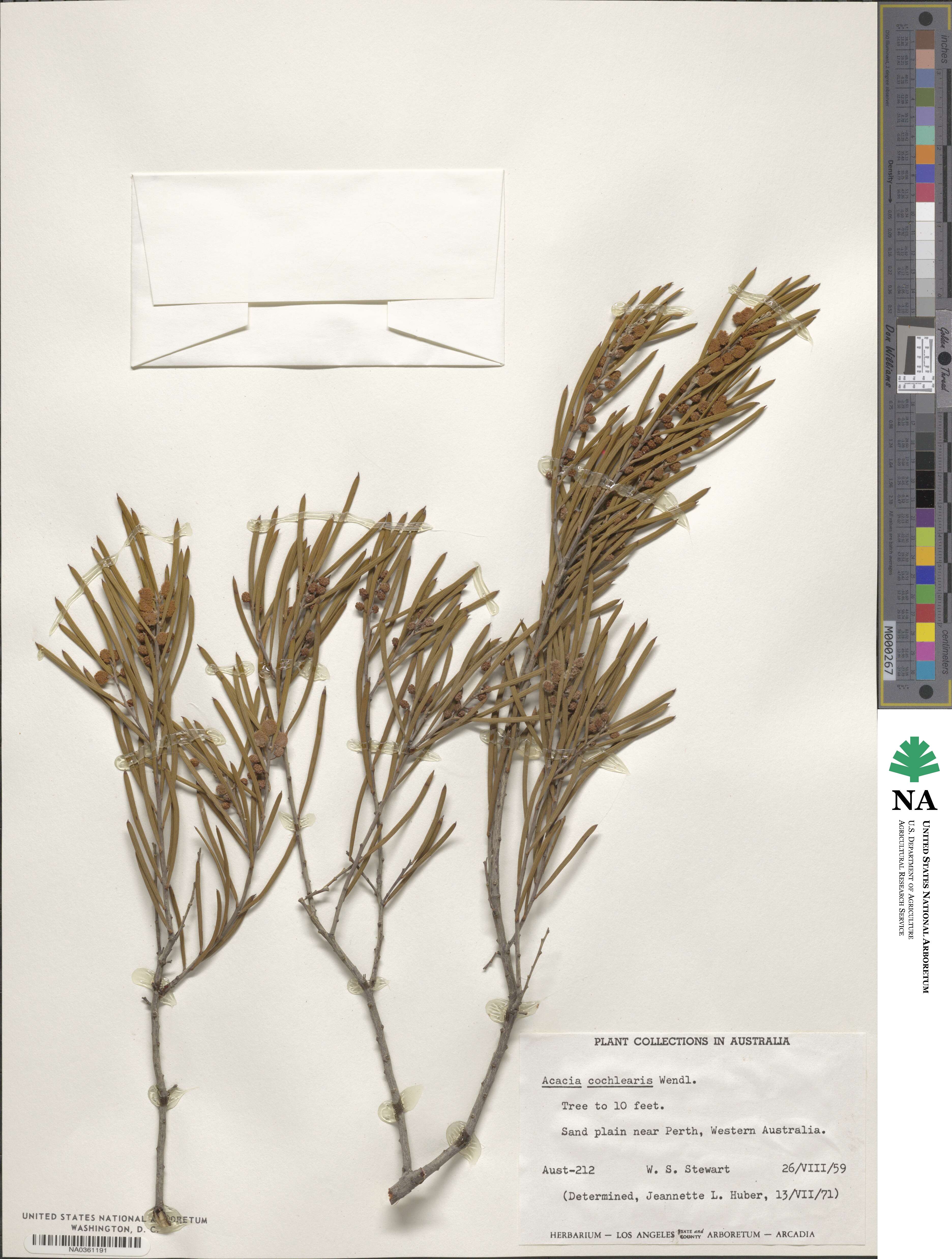 Acacia cochlearis image