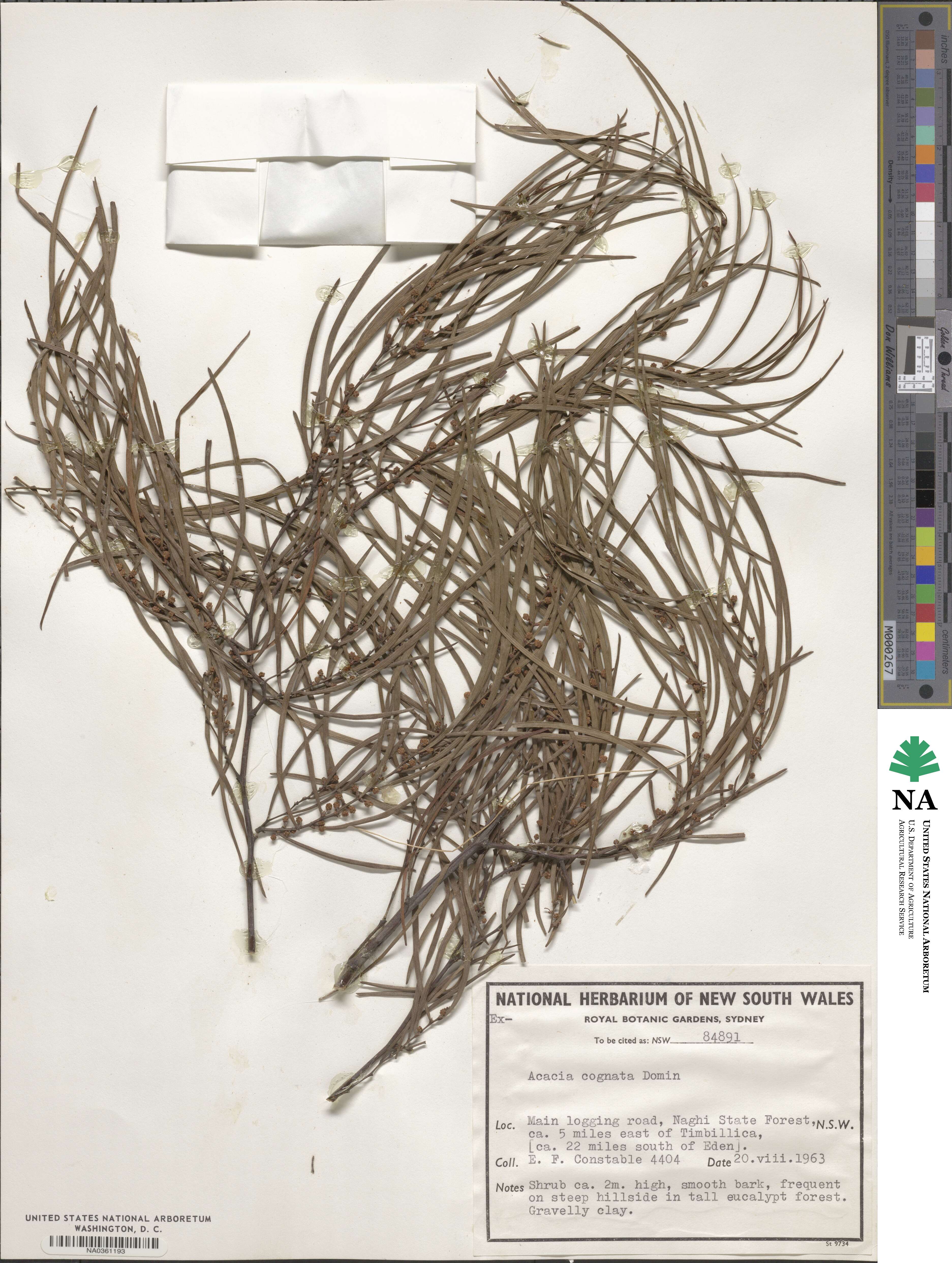 Acacia cognata image