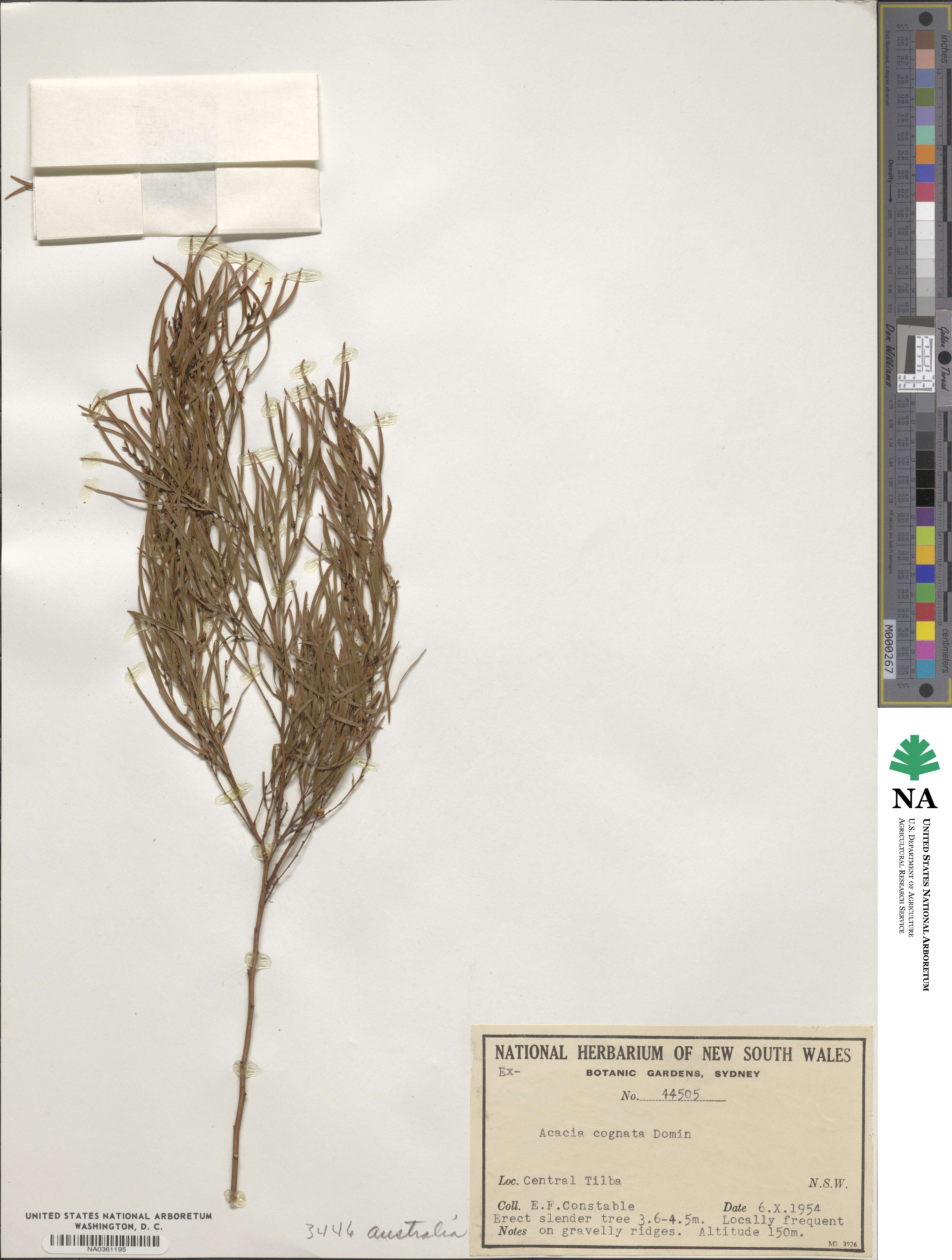 Acacia cognata image