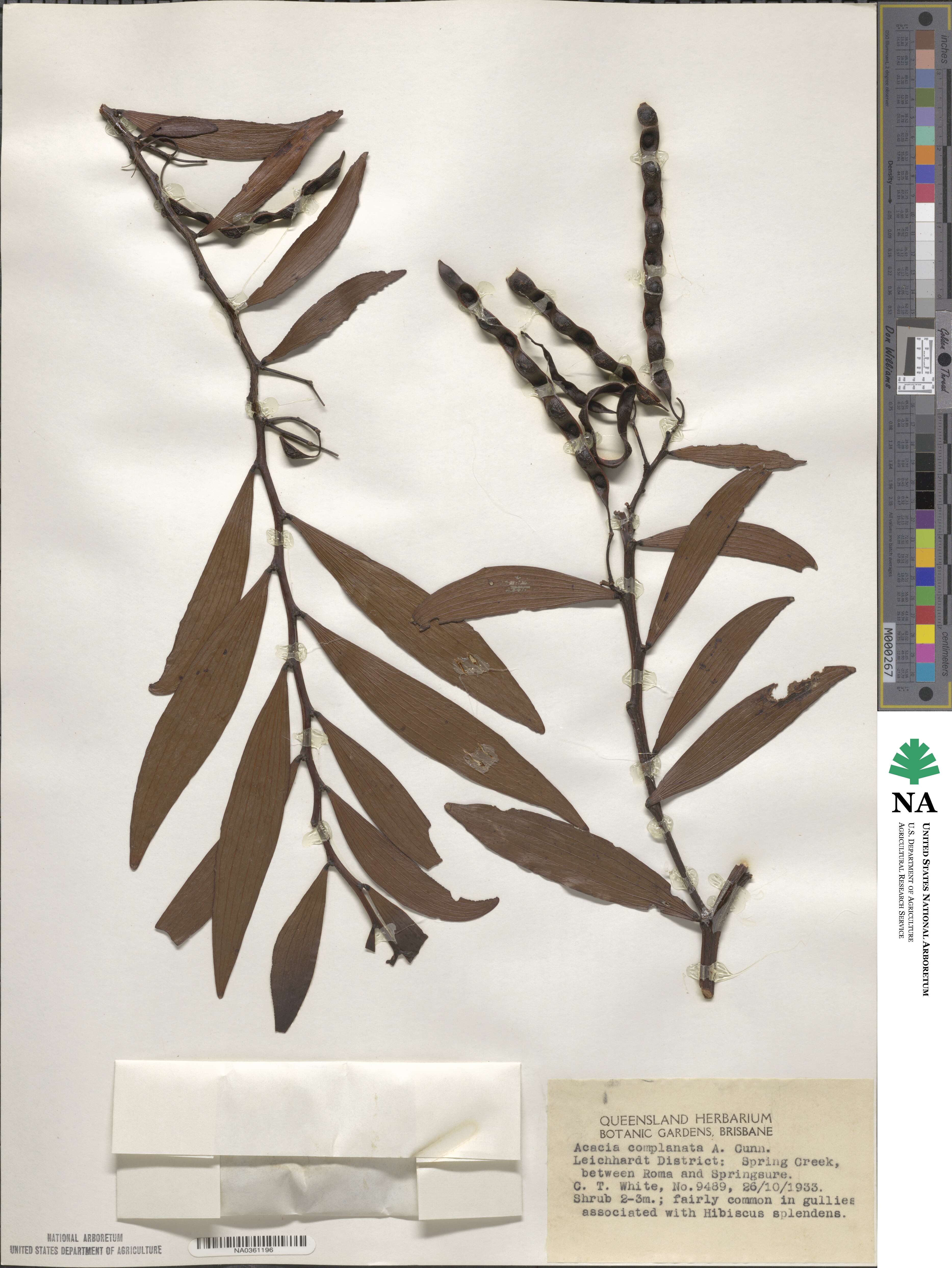 Acacia complanata image