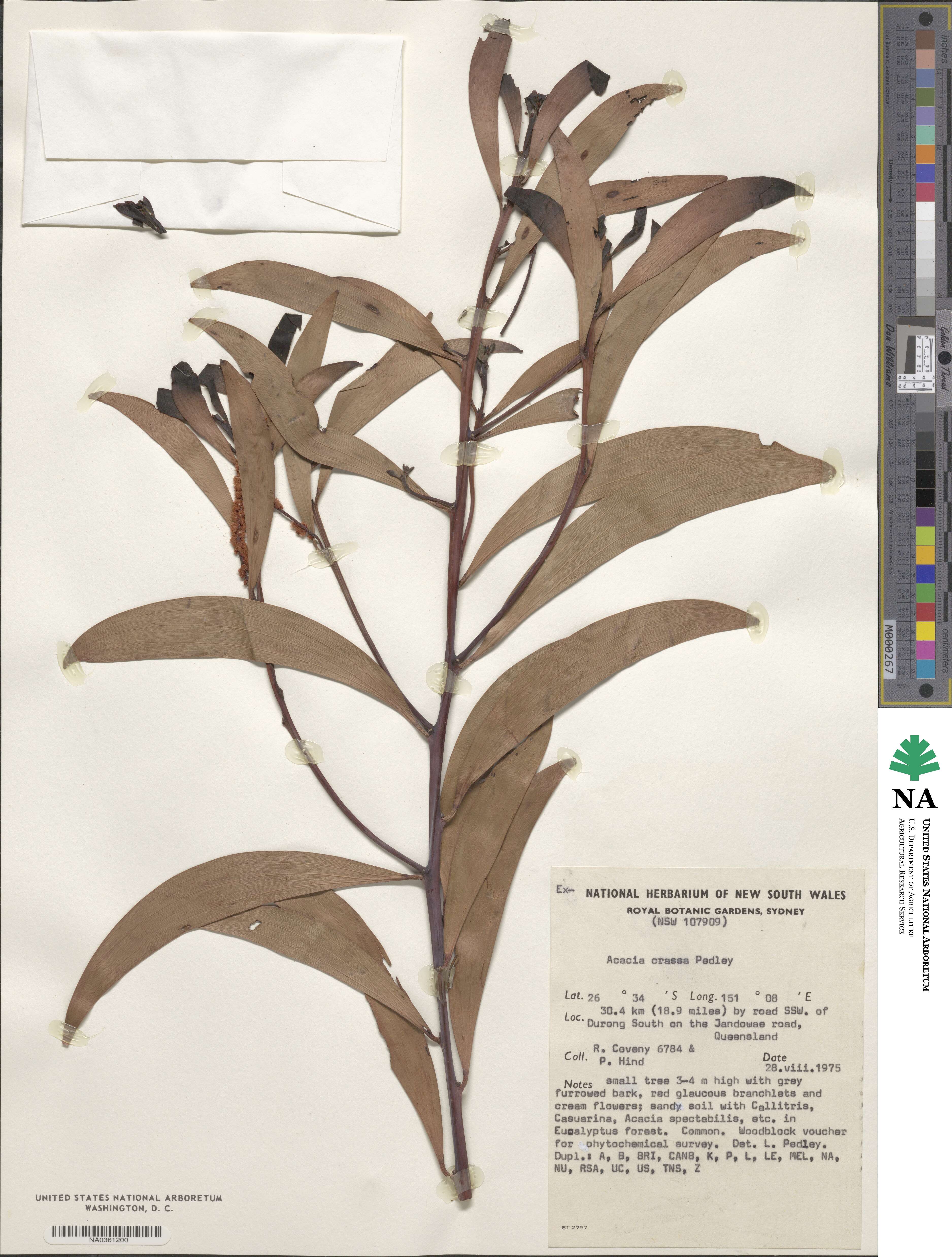 Acacia crassa image