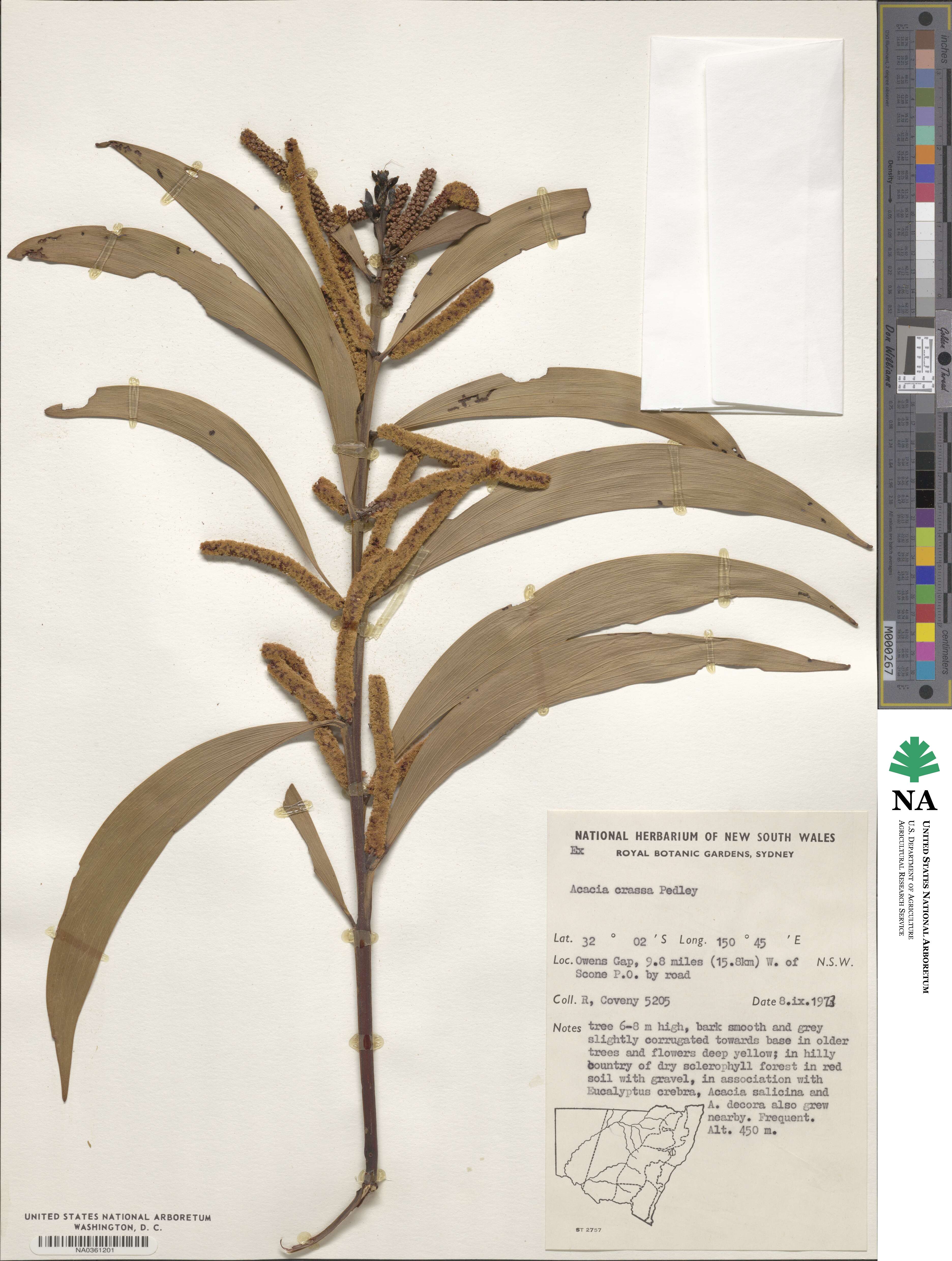 Acacia crassa image