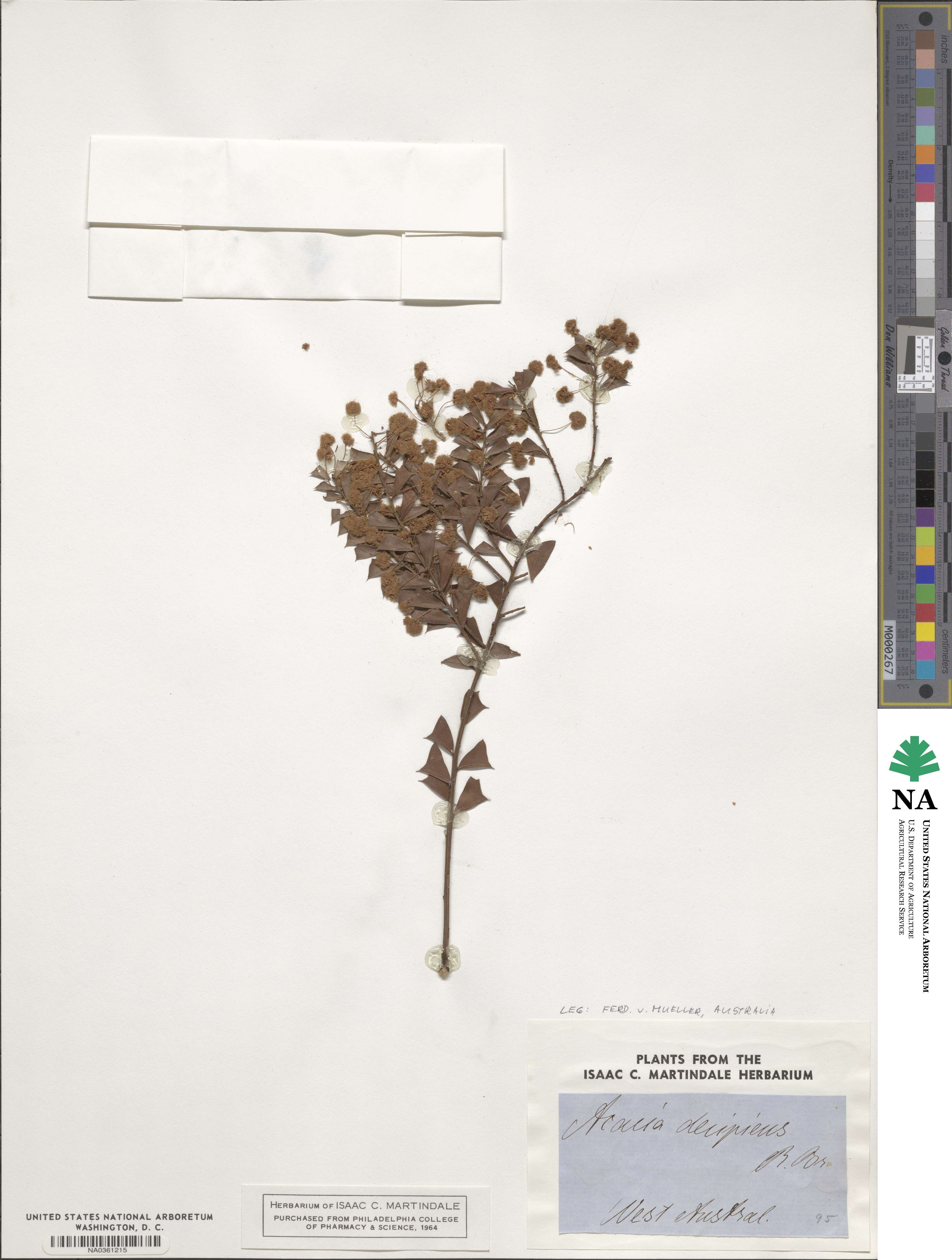 Acacia decipiens image