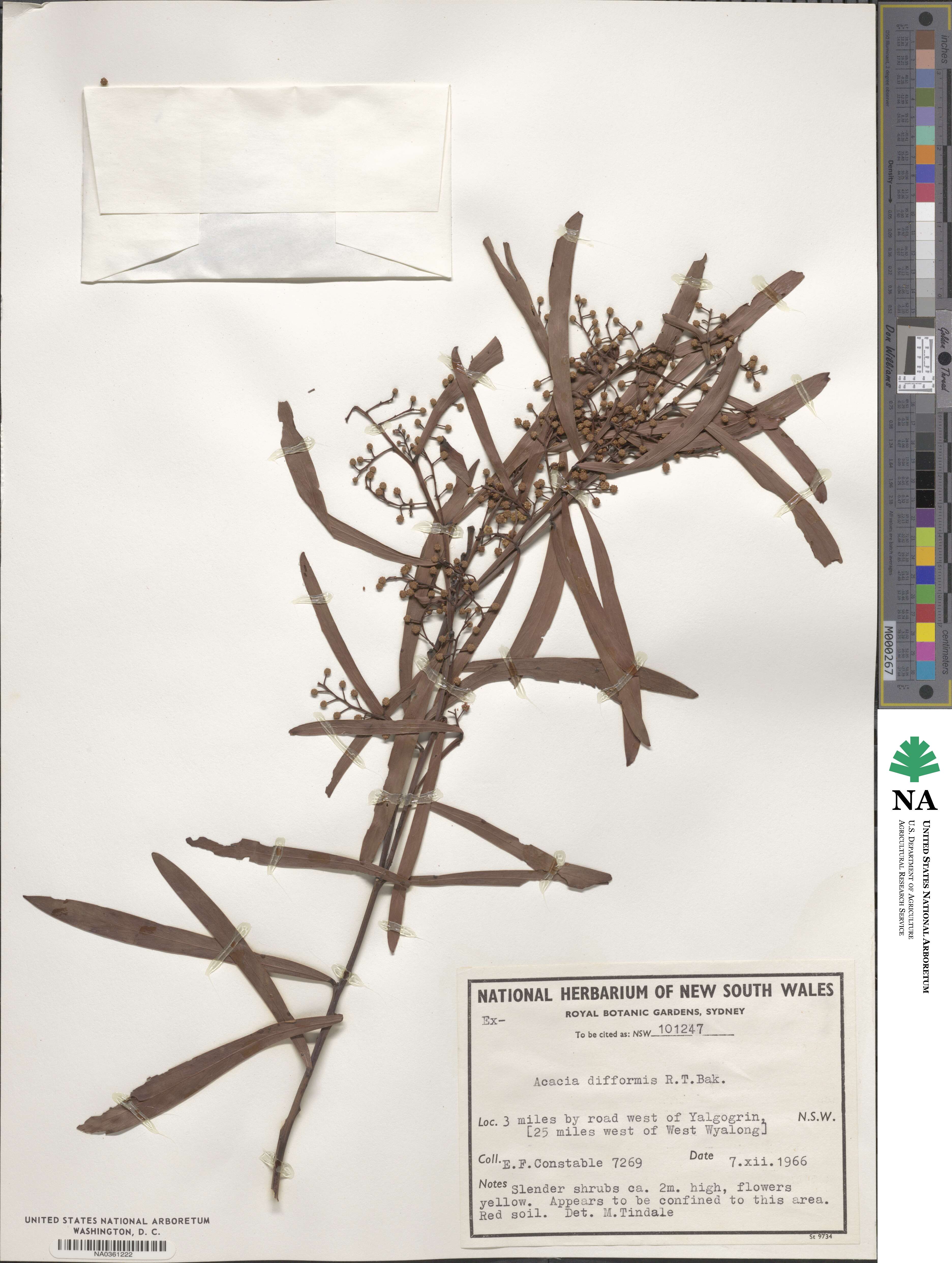 Acacia difformis image