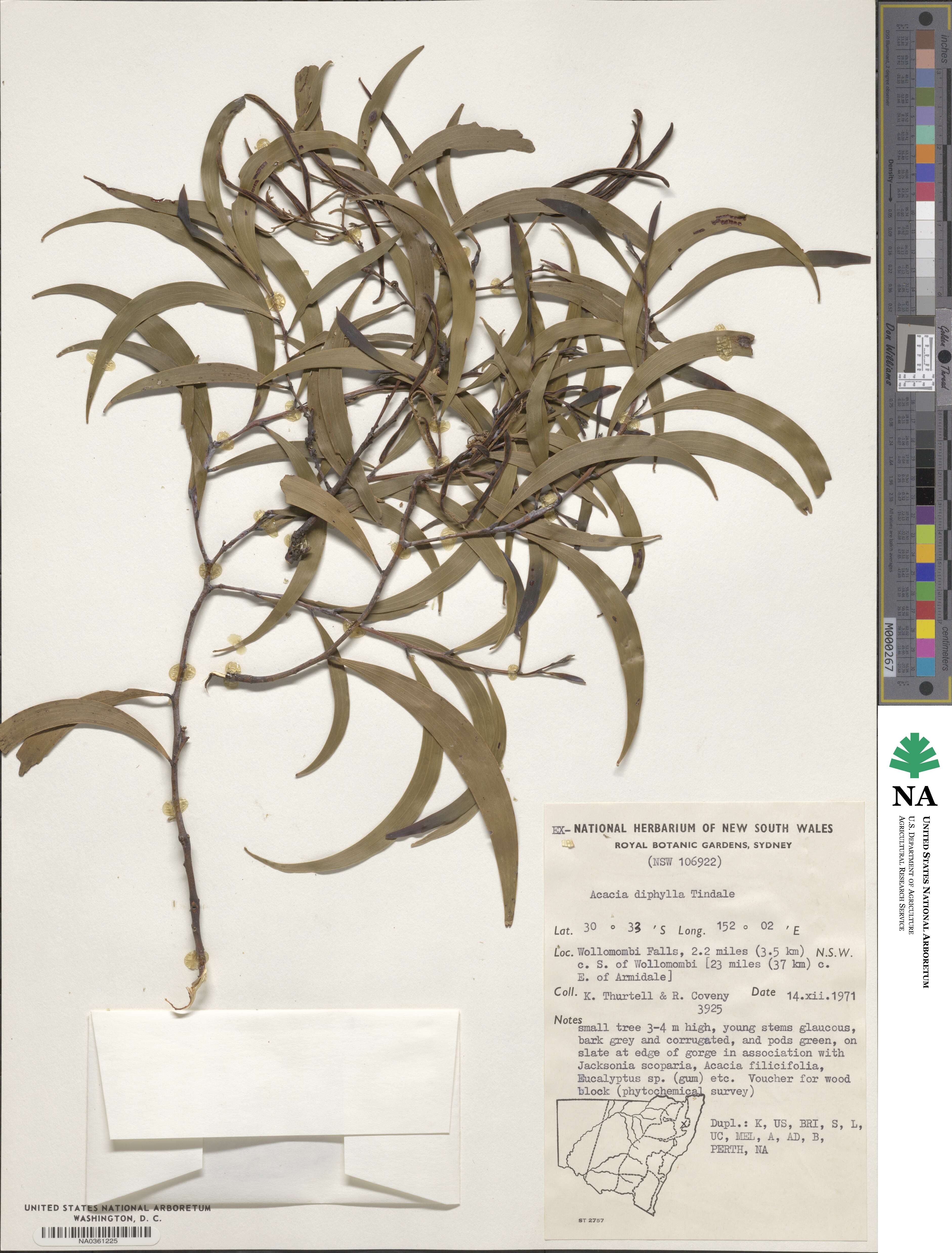 Acacia blakei image