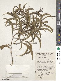 Acacia blakei image