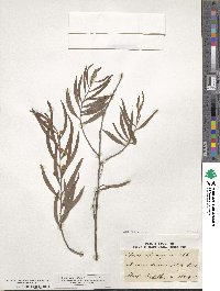 Acacia dodonaeifolia image