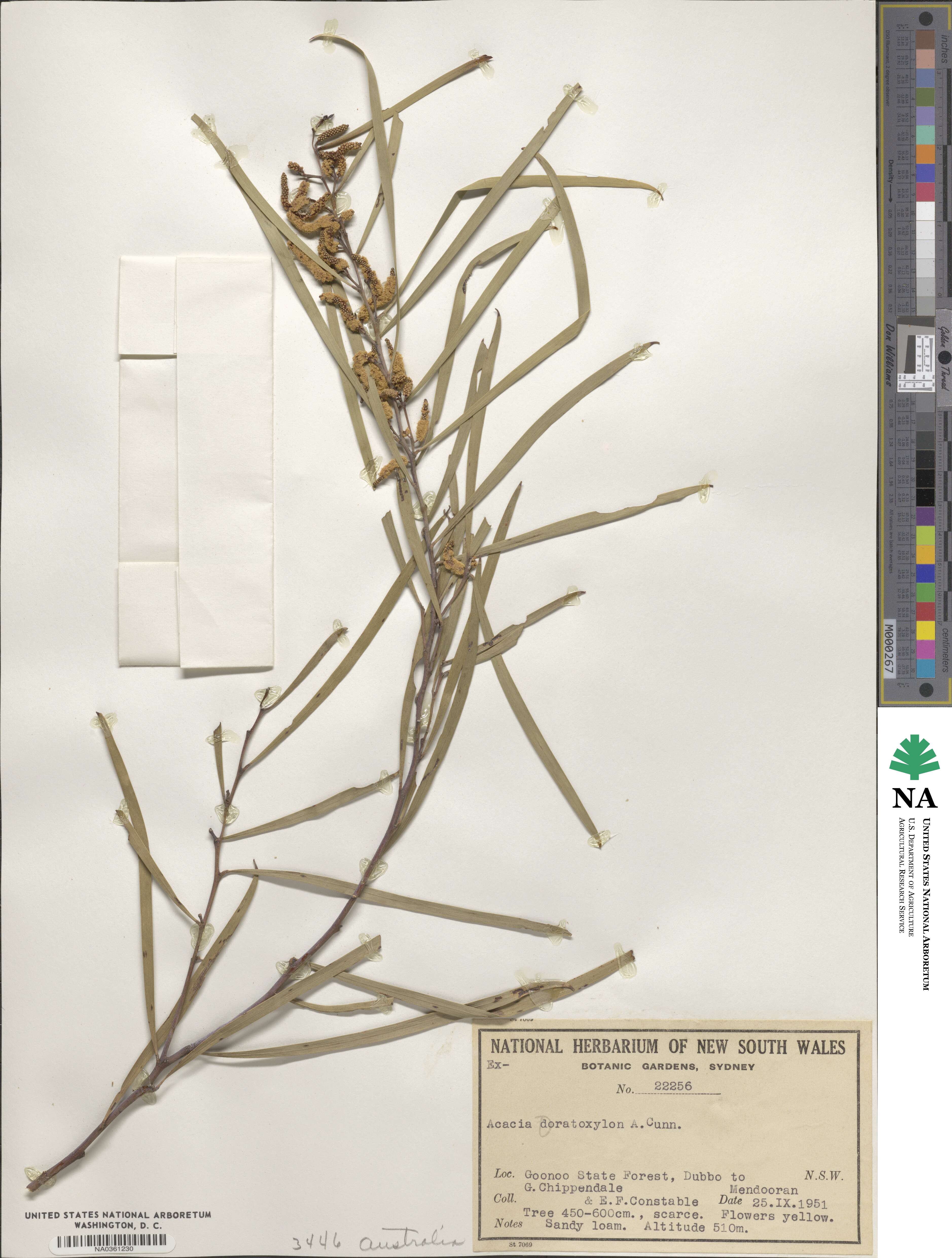 Acacia doratoxylon image