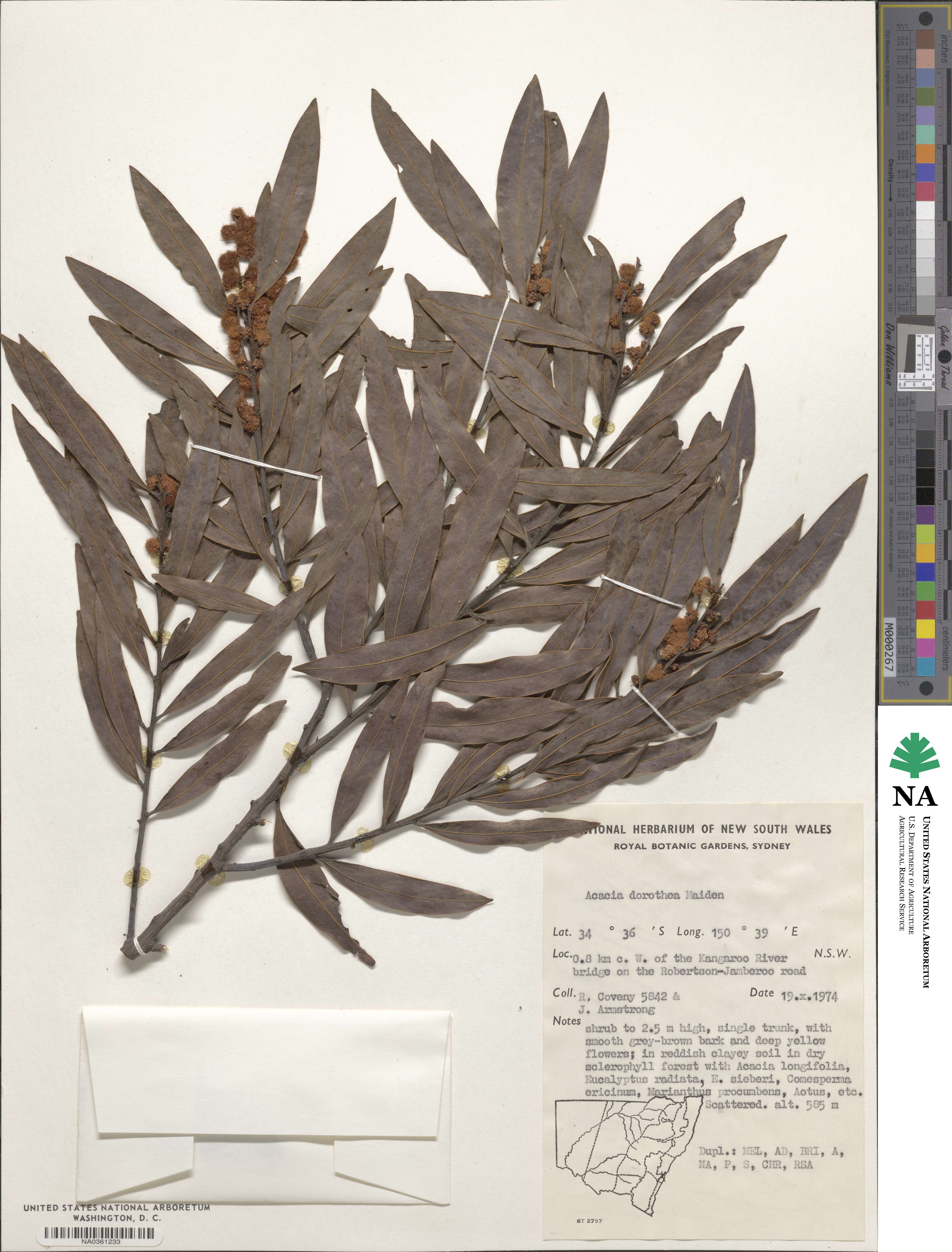 Acacia dorothea image