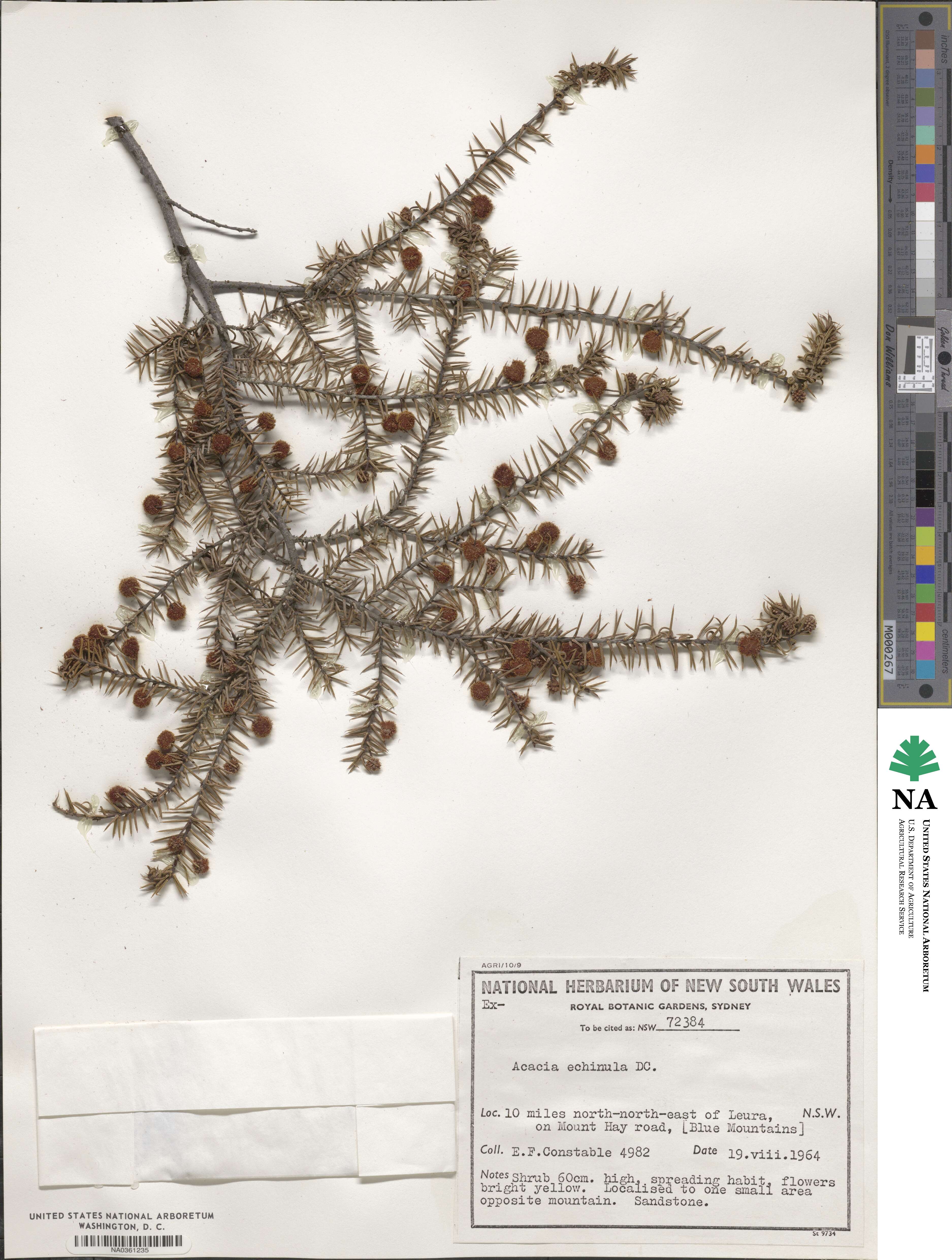 Acacia echinula image