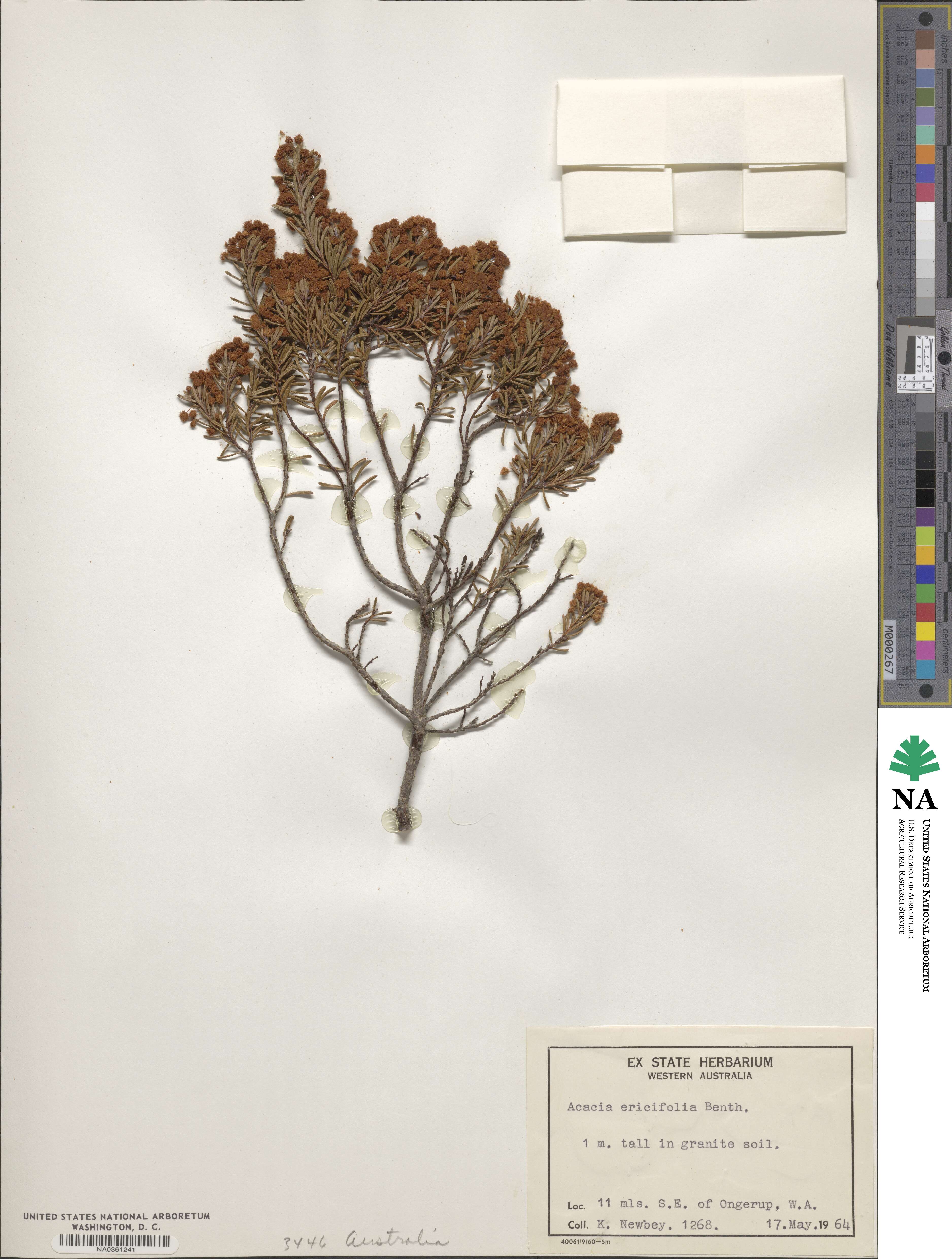 Acacia ericifolia image