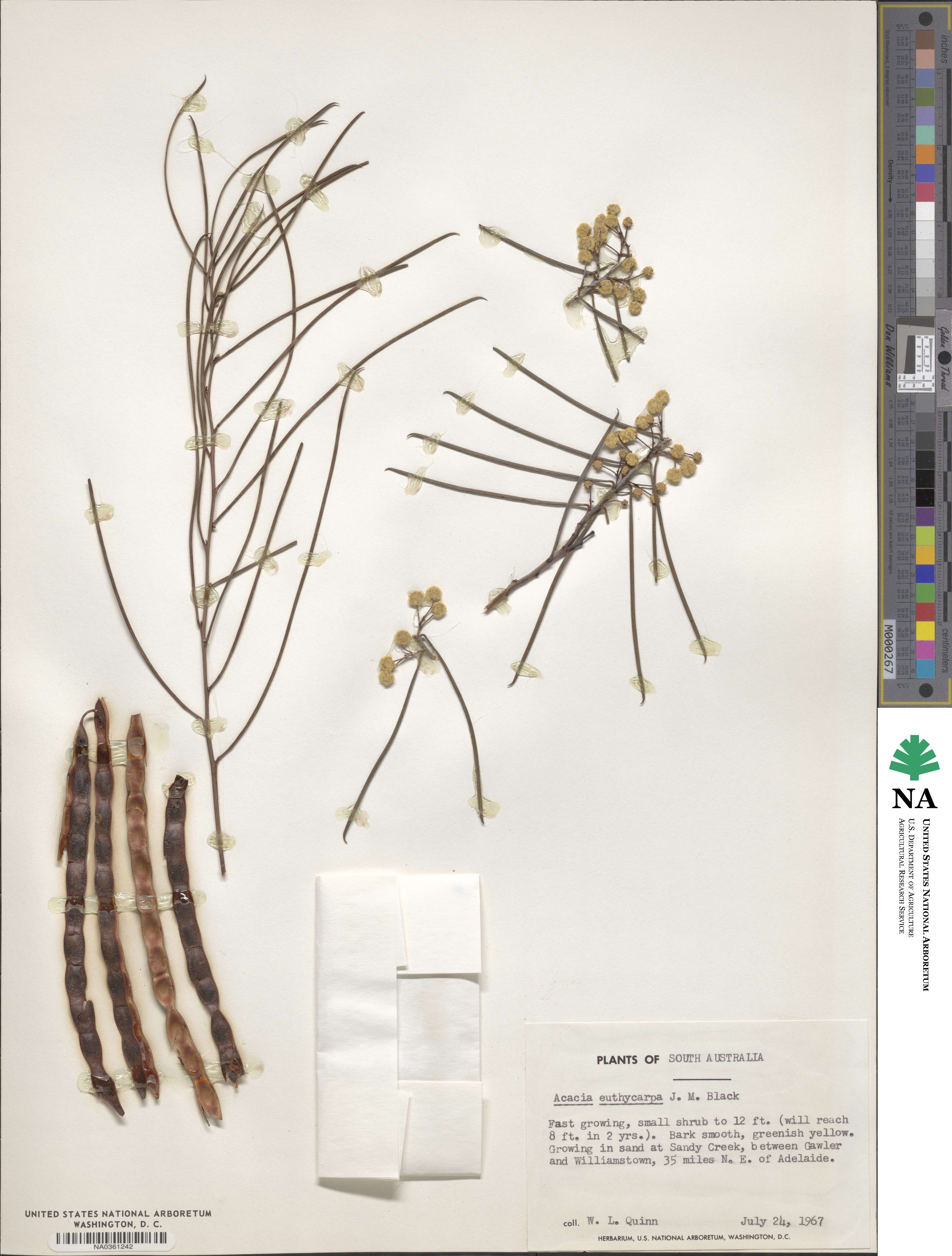 Acacia euthycarpa image
