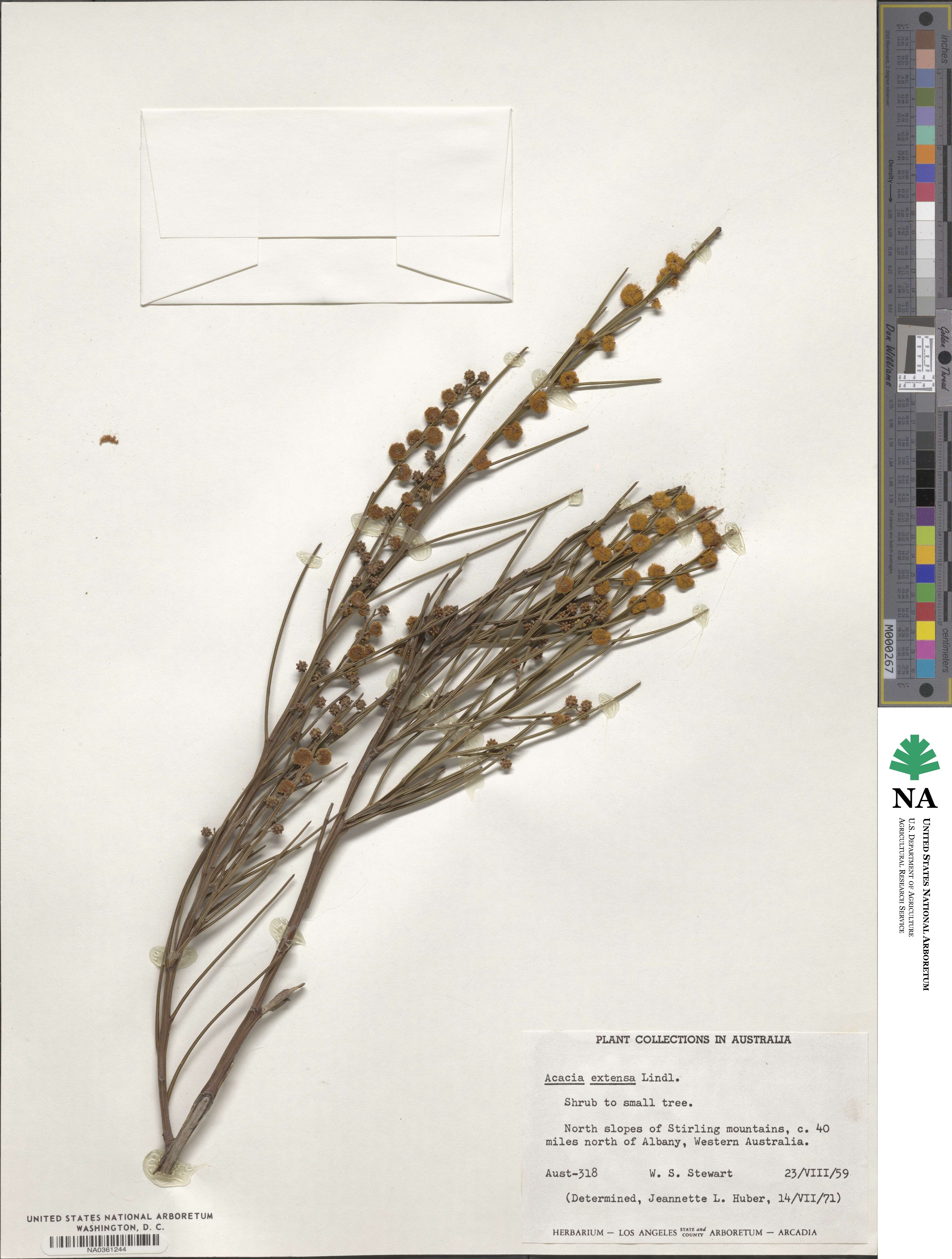 Acacia extensa image