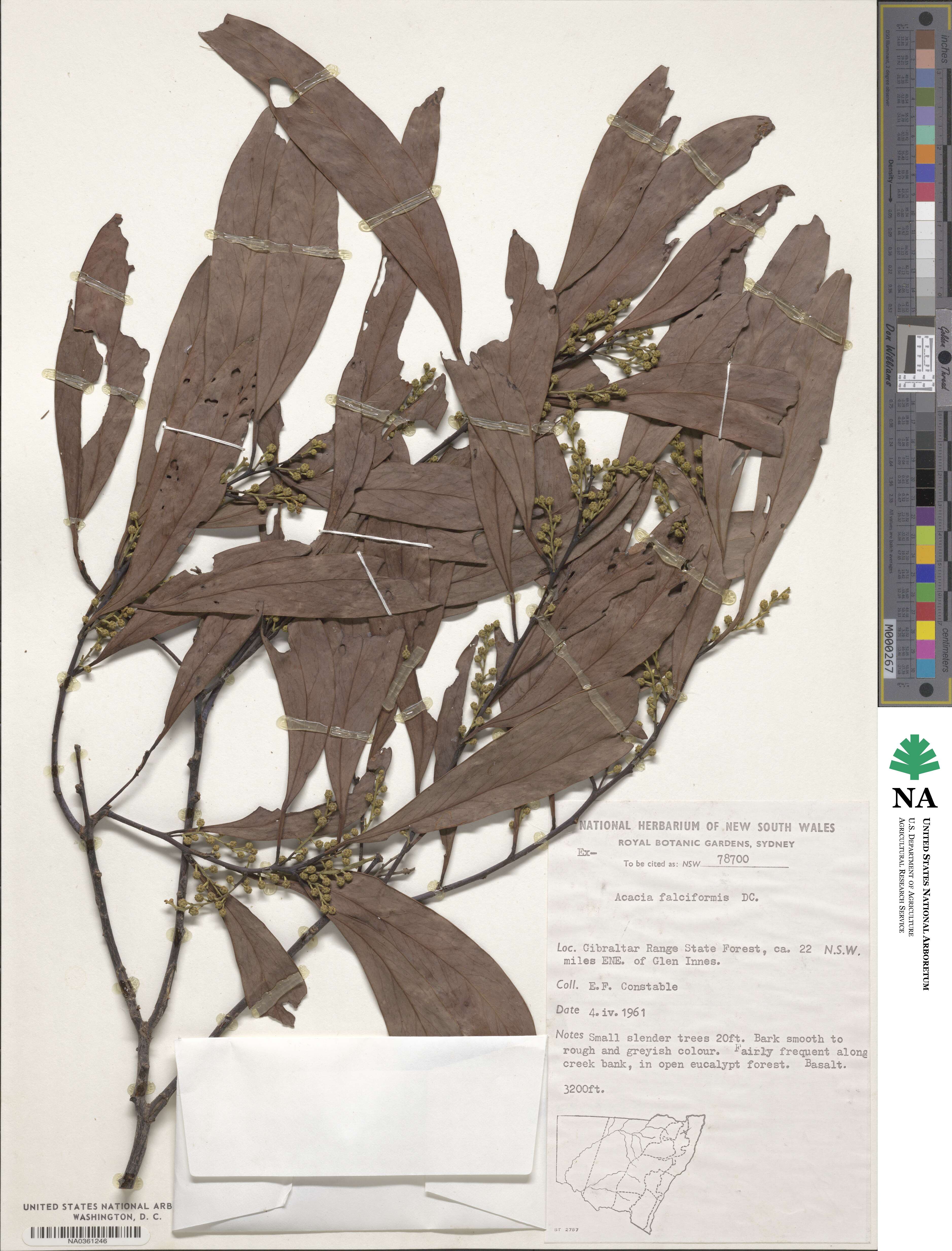 Acacia falciformis image