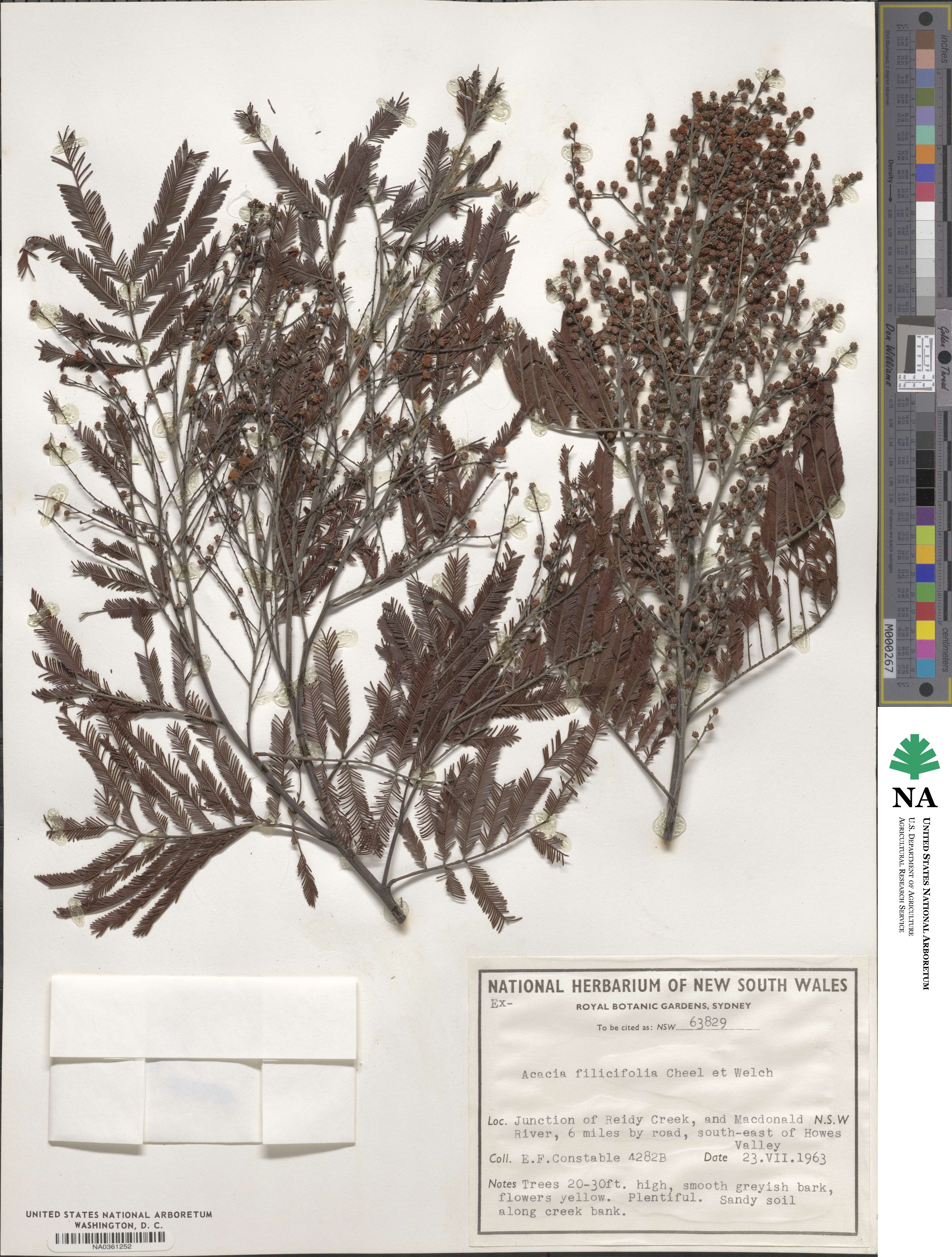 Acacia filicifolia image
