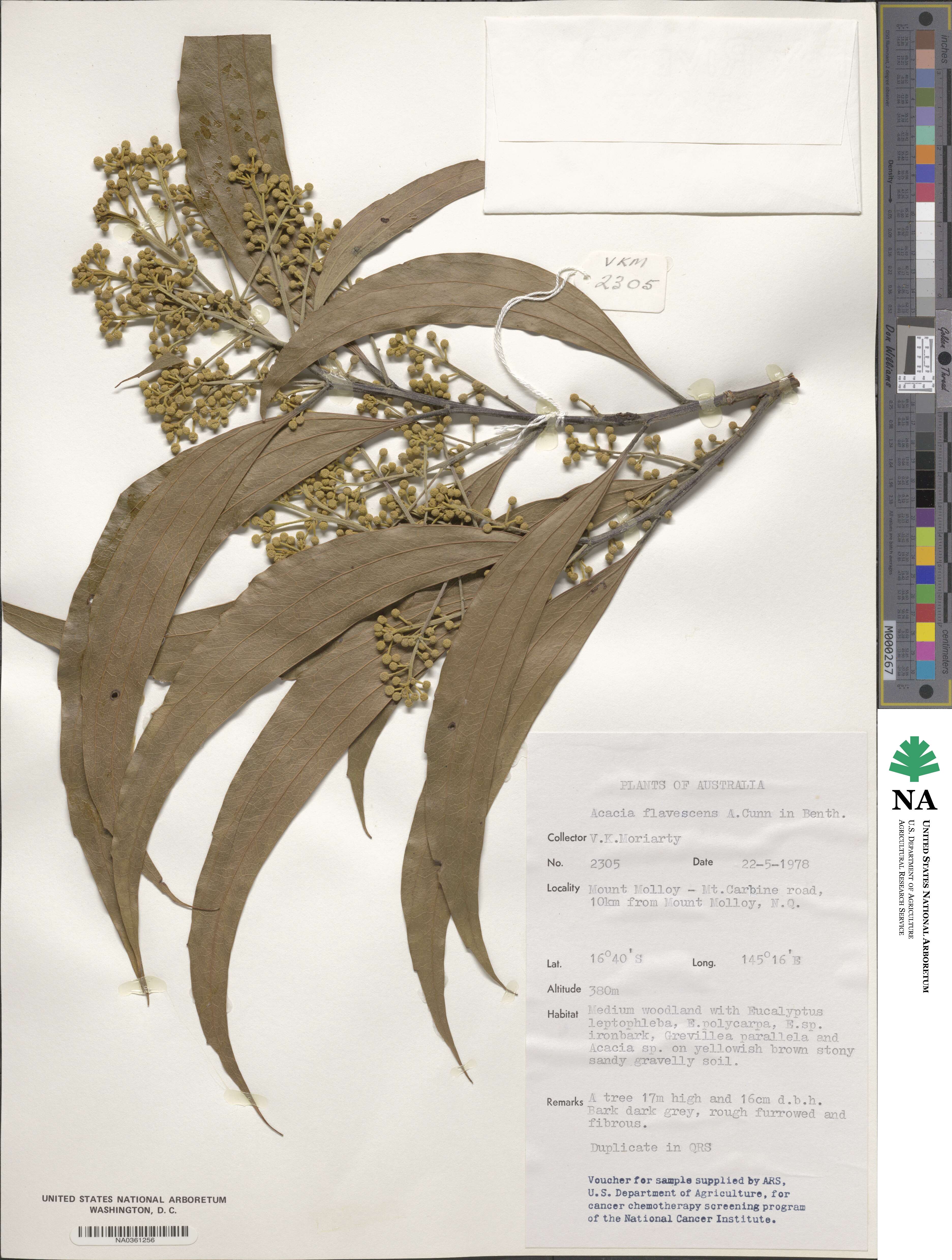 Acacia flavescens image