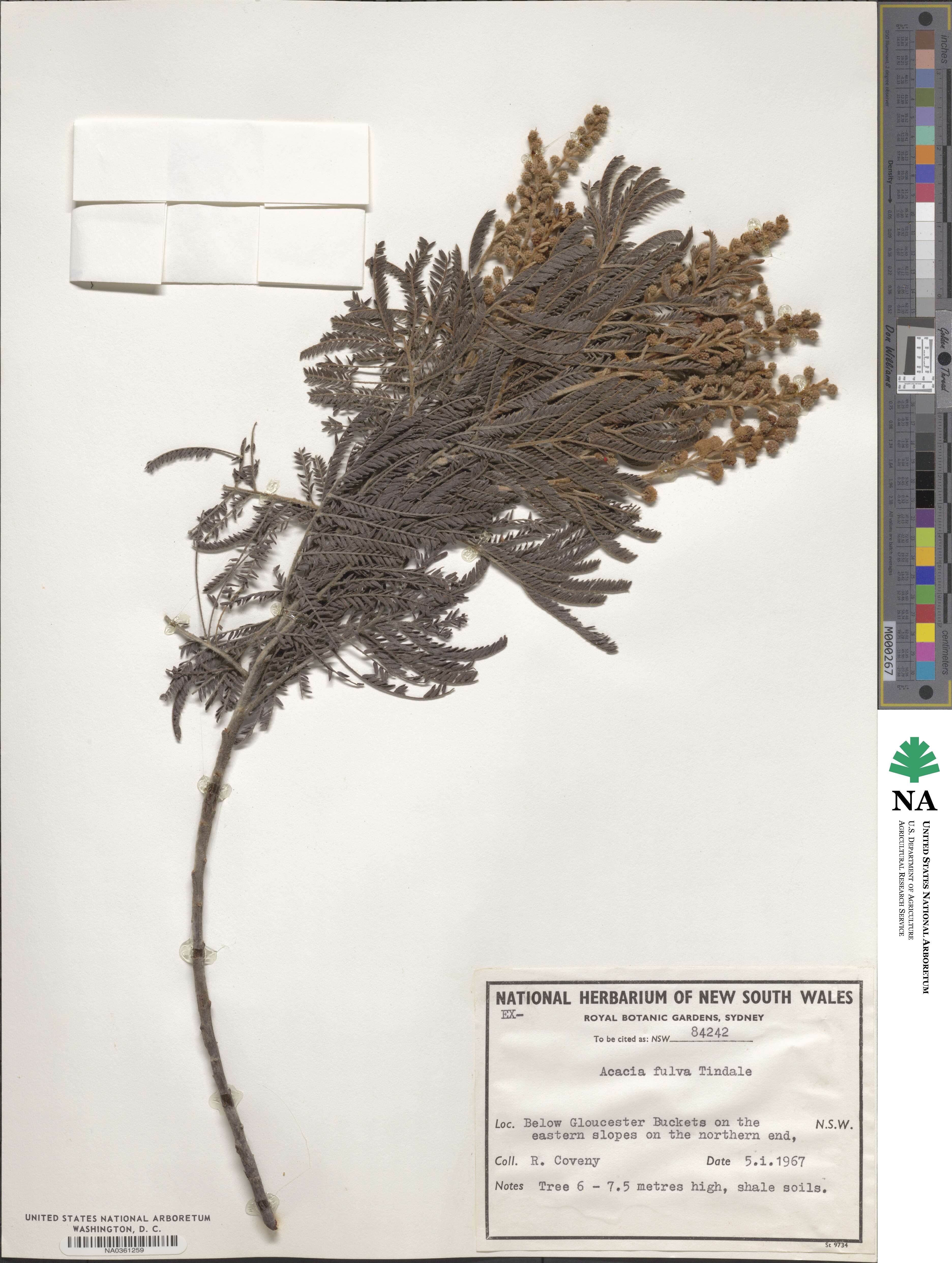 Acacia fulva image