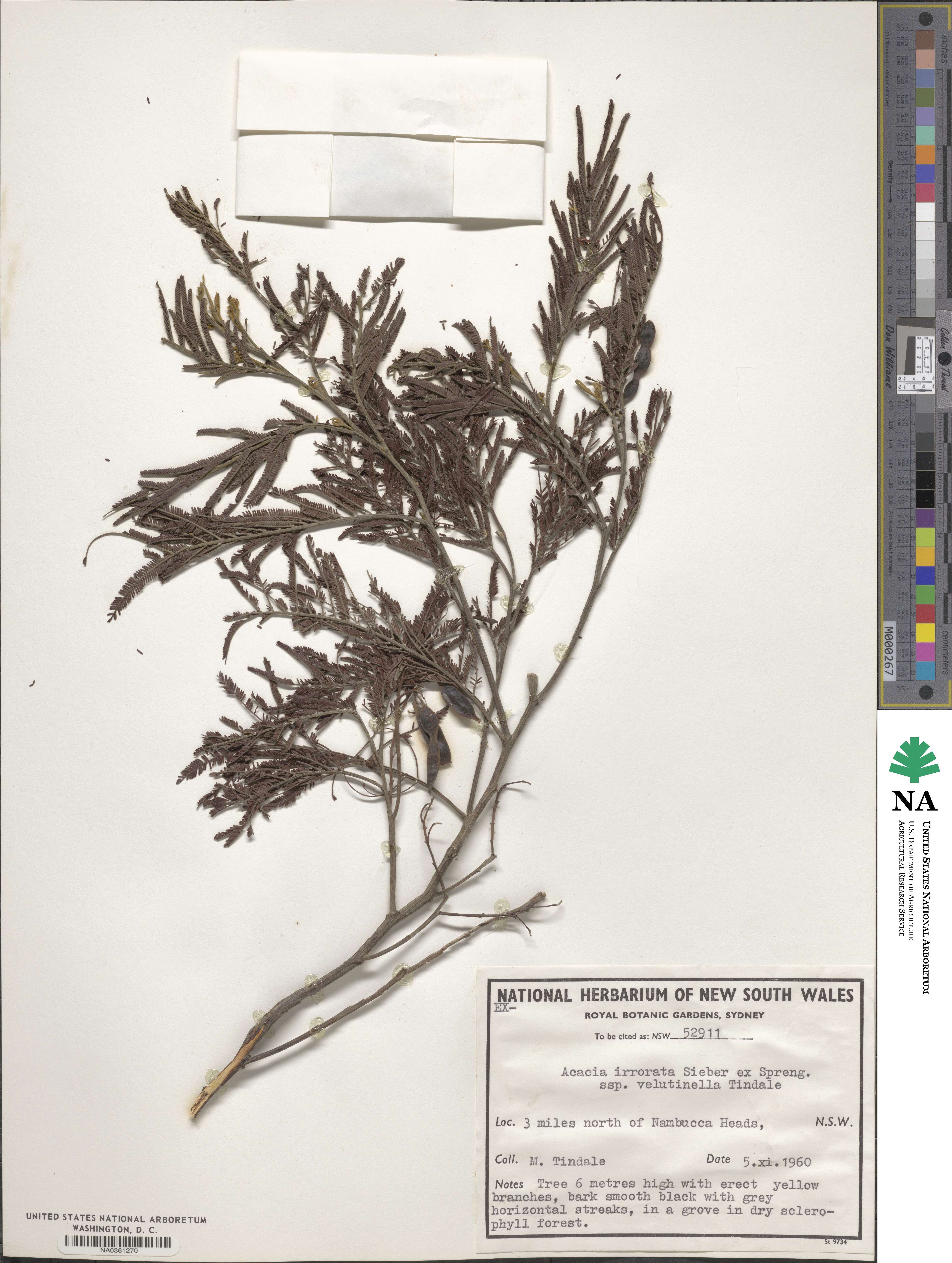 Acacia irrorata subsp. velutinella image
