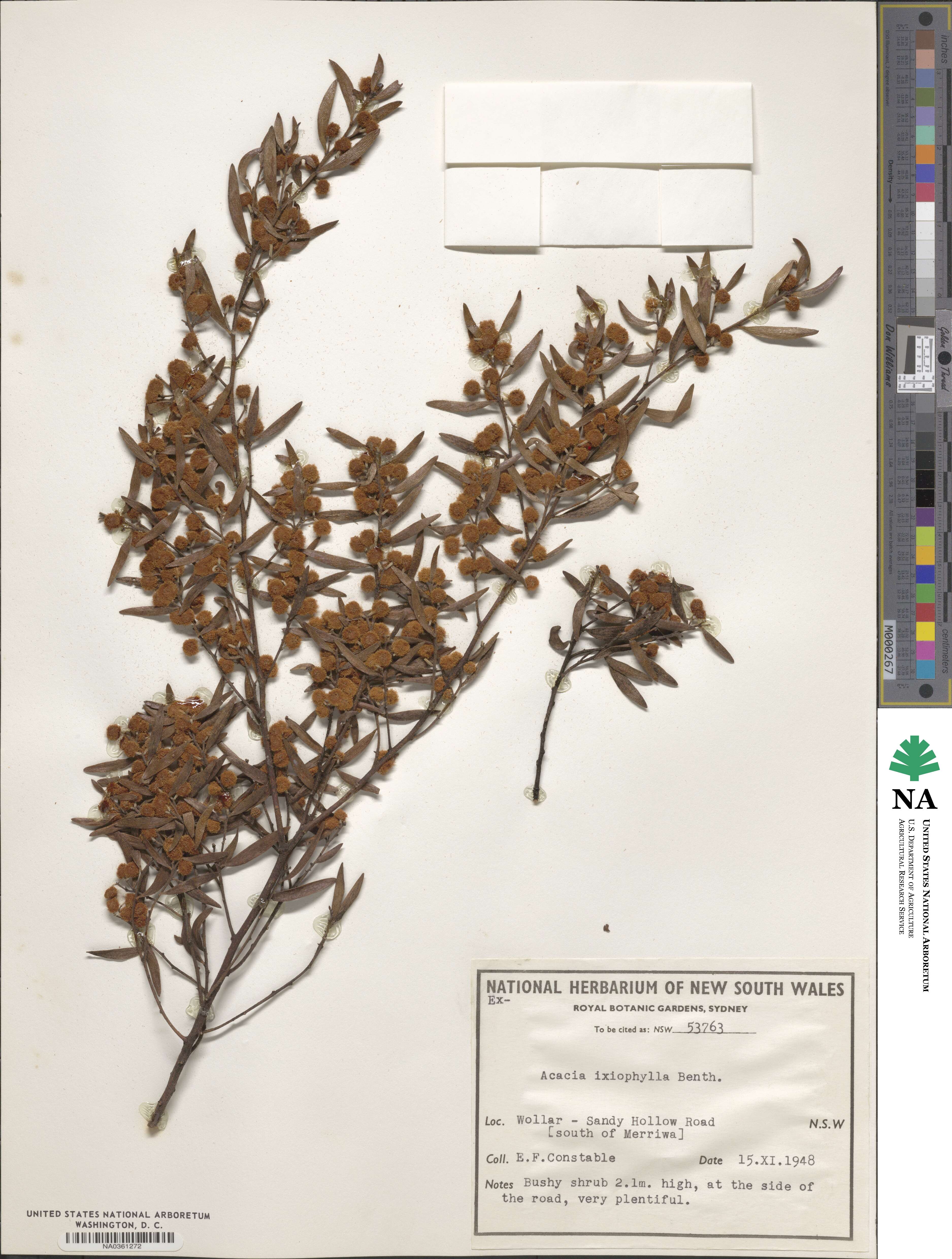 Acacia ixiophylla image