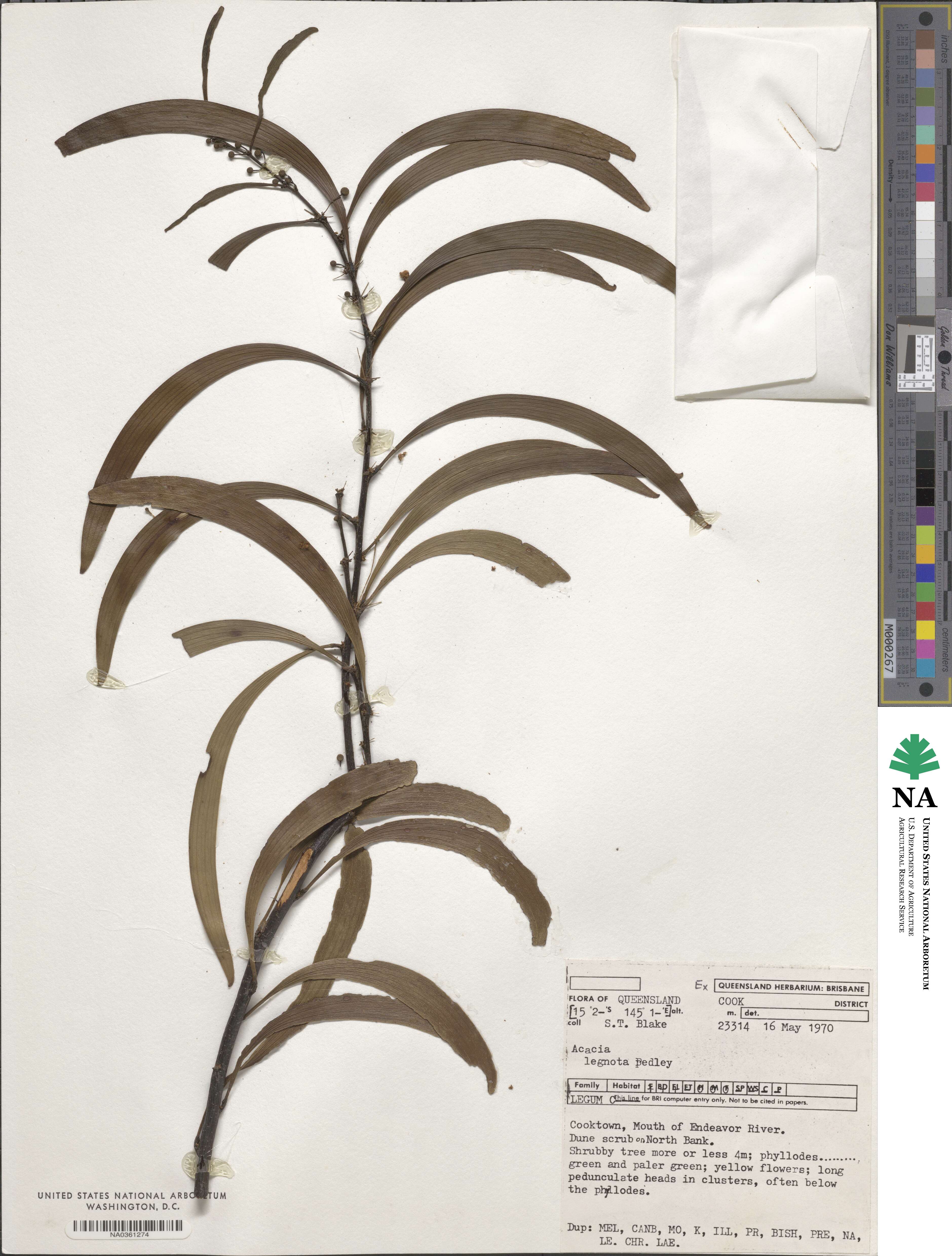Acacia legnota image