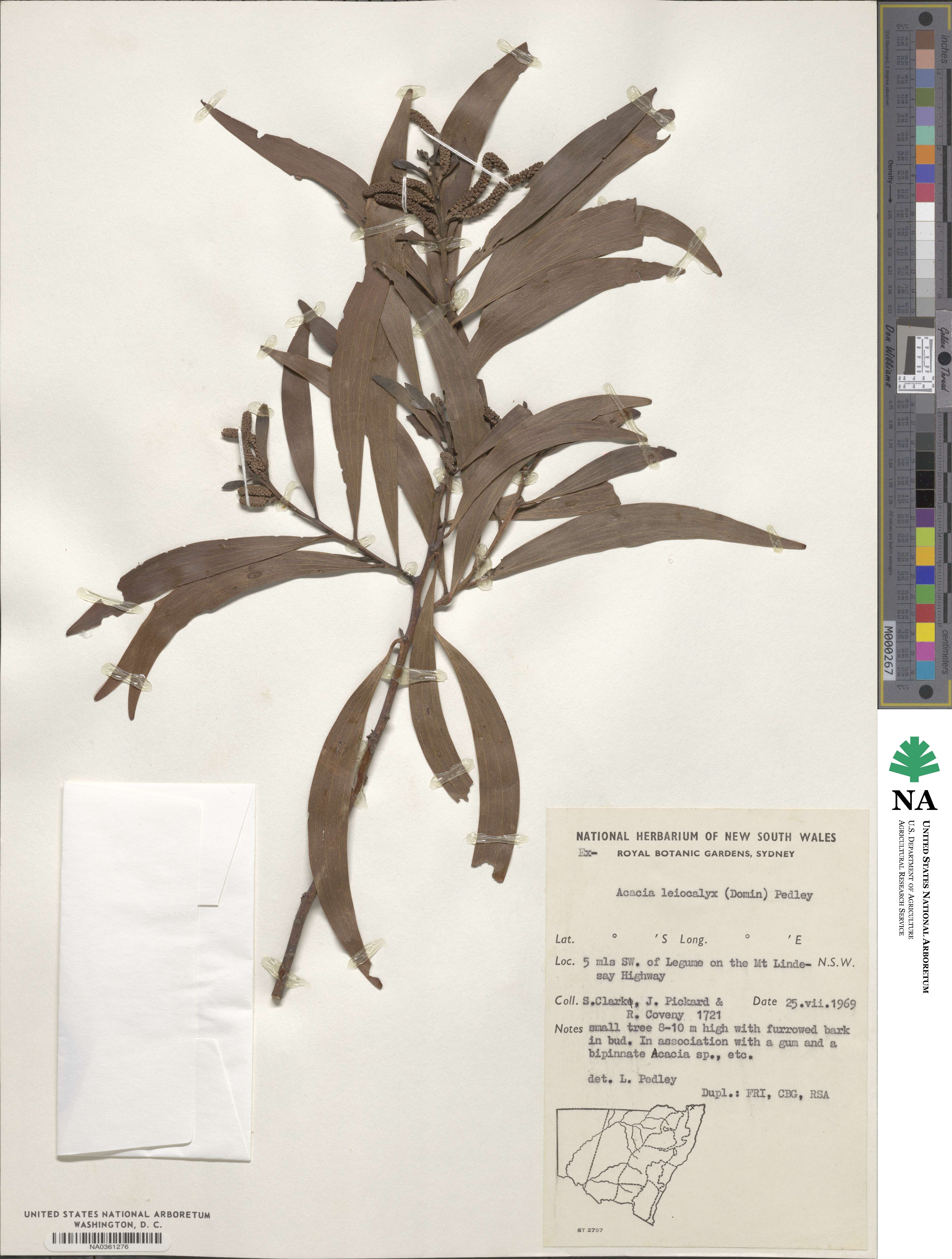 Acacia leiocalyx image