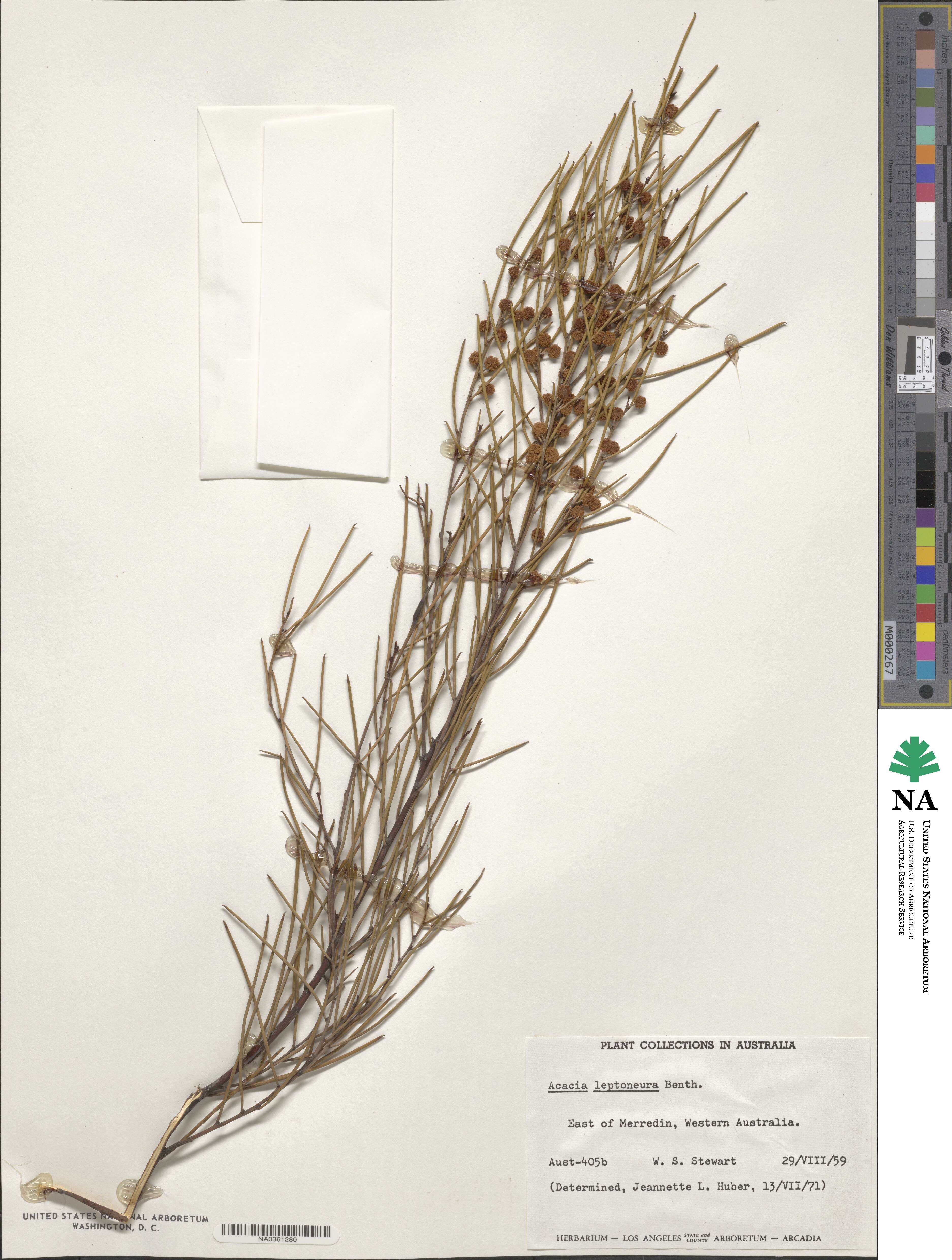 Acacia leptoneura image