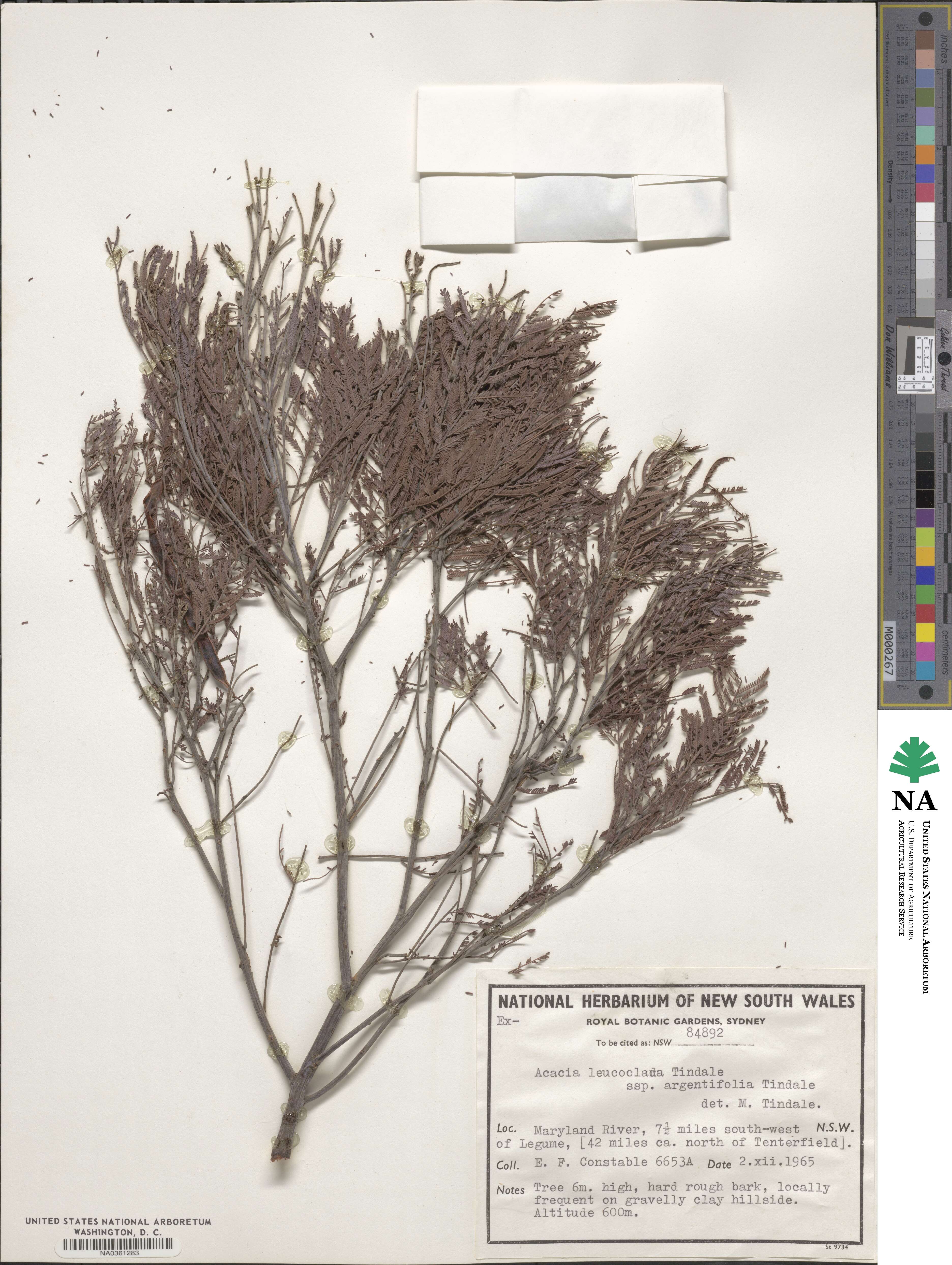 Acacia leucoclada subsp. argentifolia image