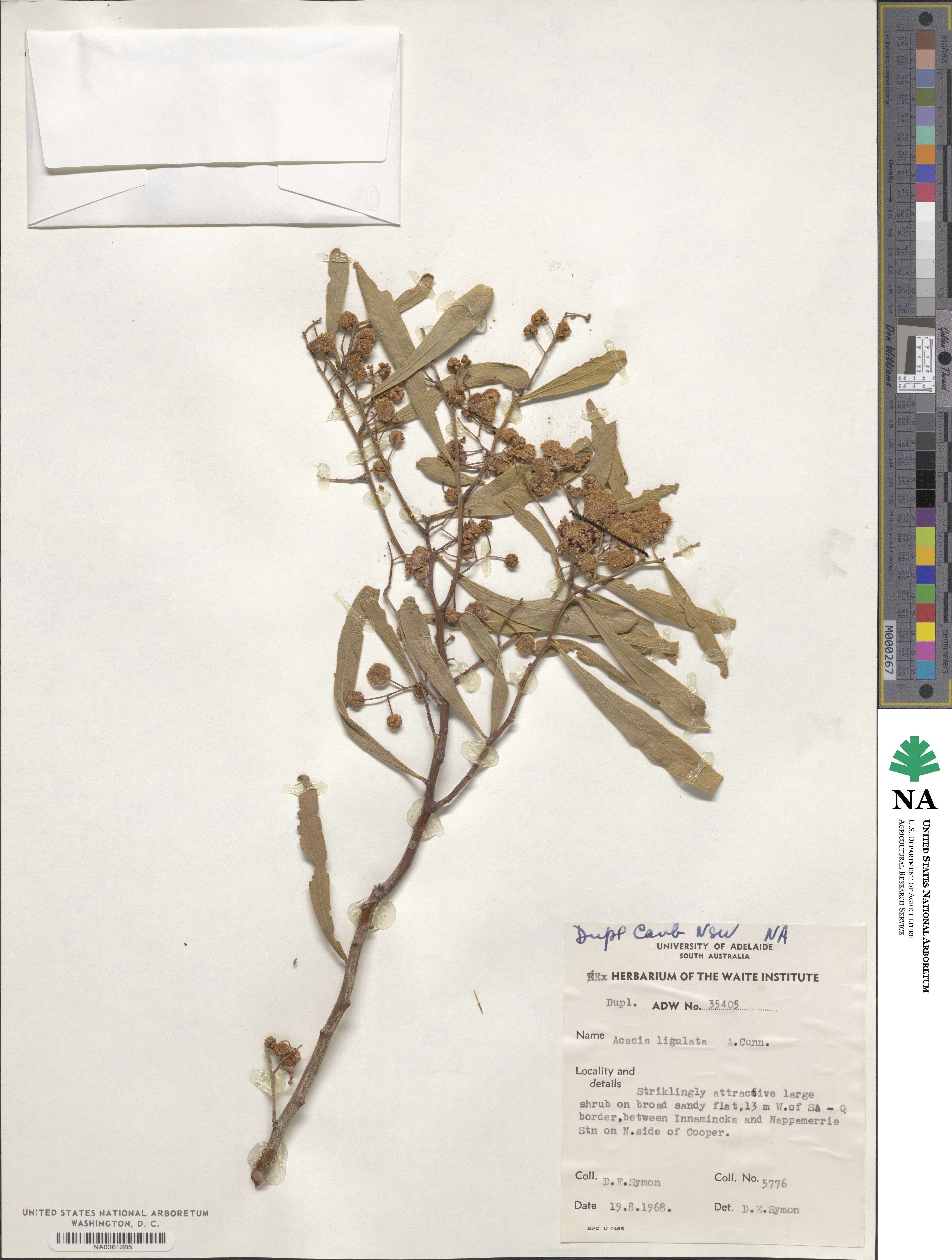 Acacia ligulata image