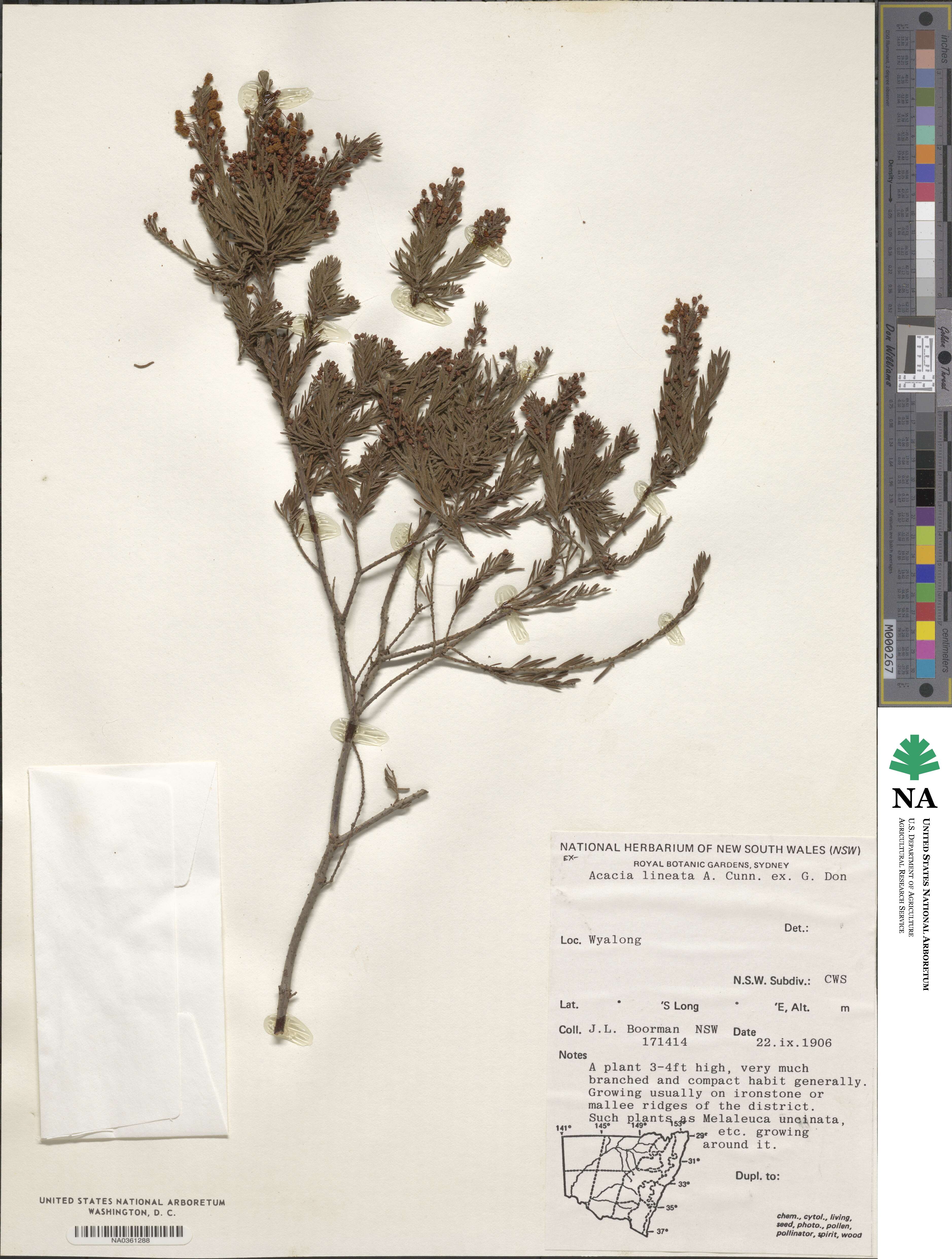 Acacia lineata image