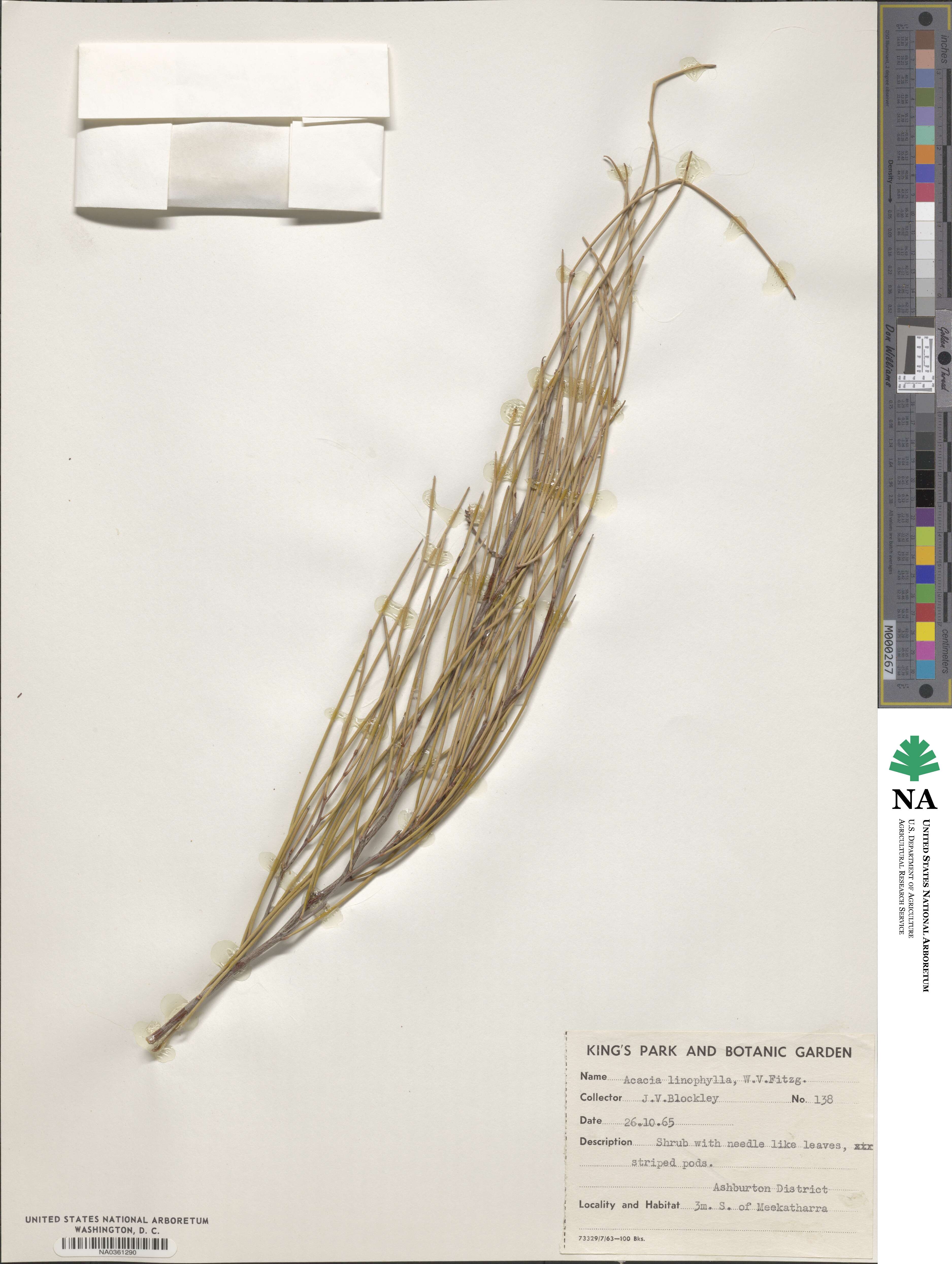Acacia ramulosa image