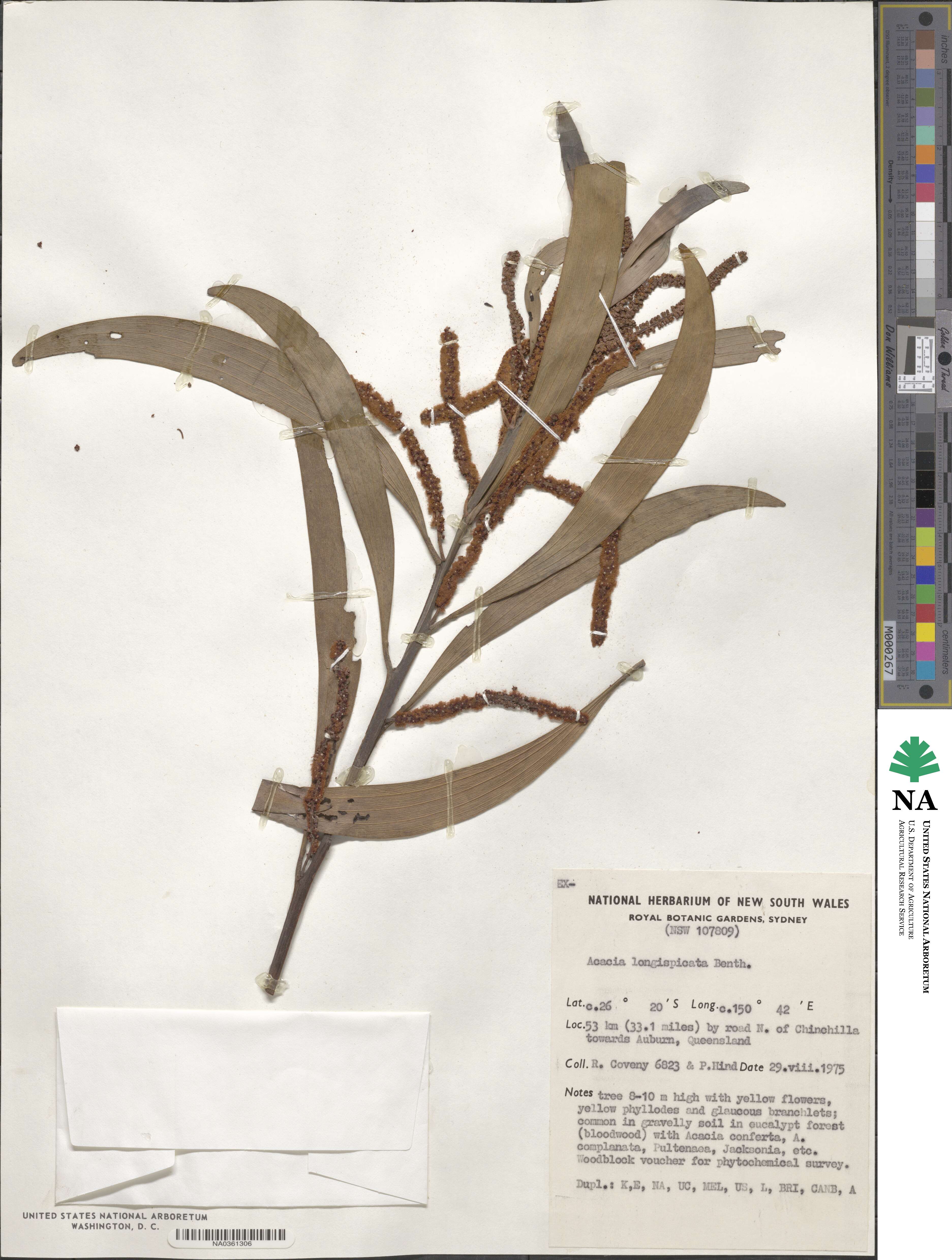 Acacia longispicata image