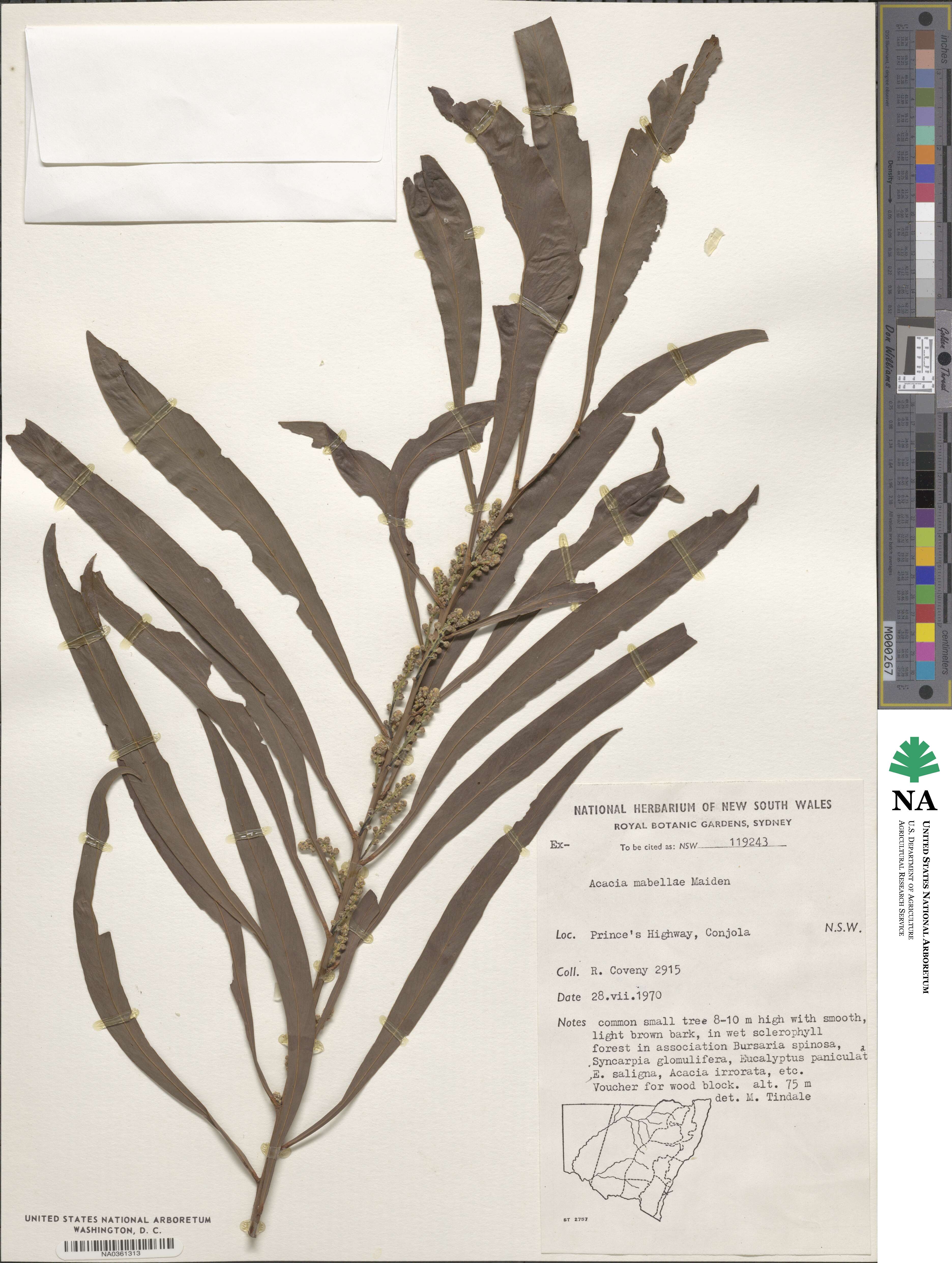 Acacia mabellae image