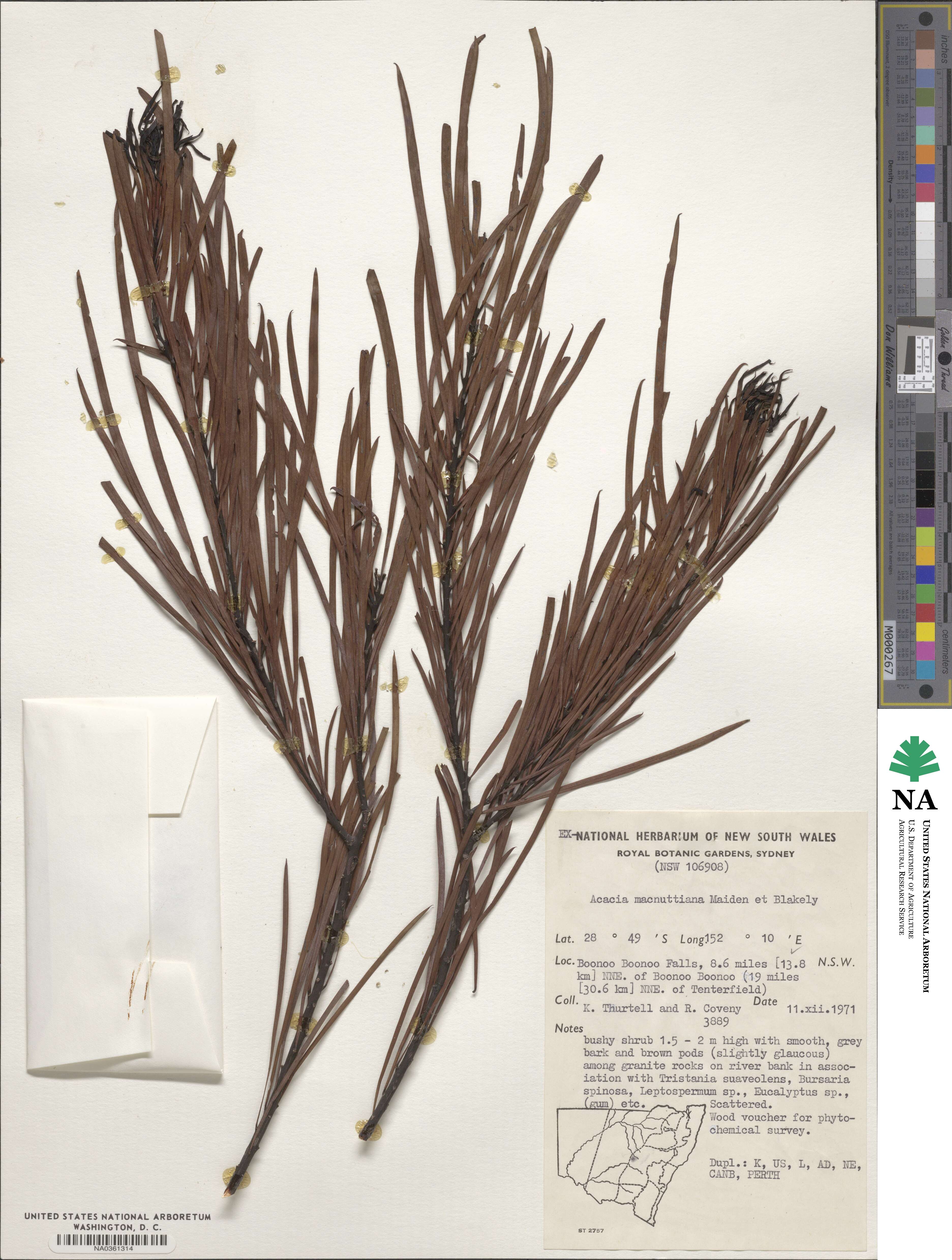 Acacia macnuttiana image