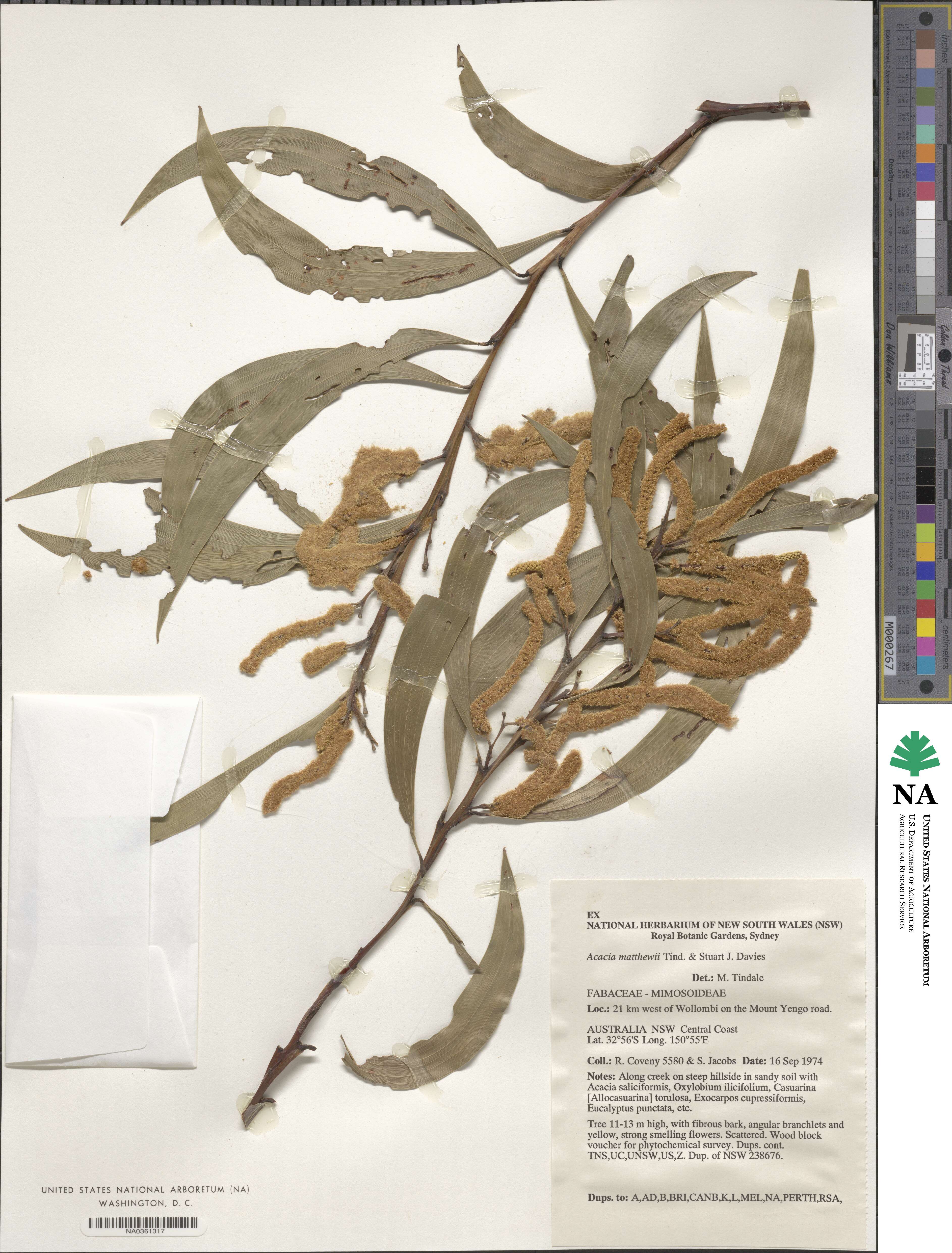 Acacia matthewii image