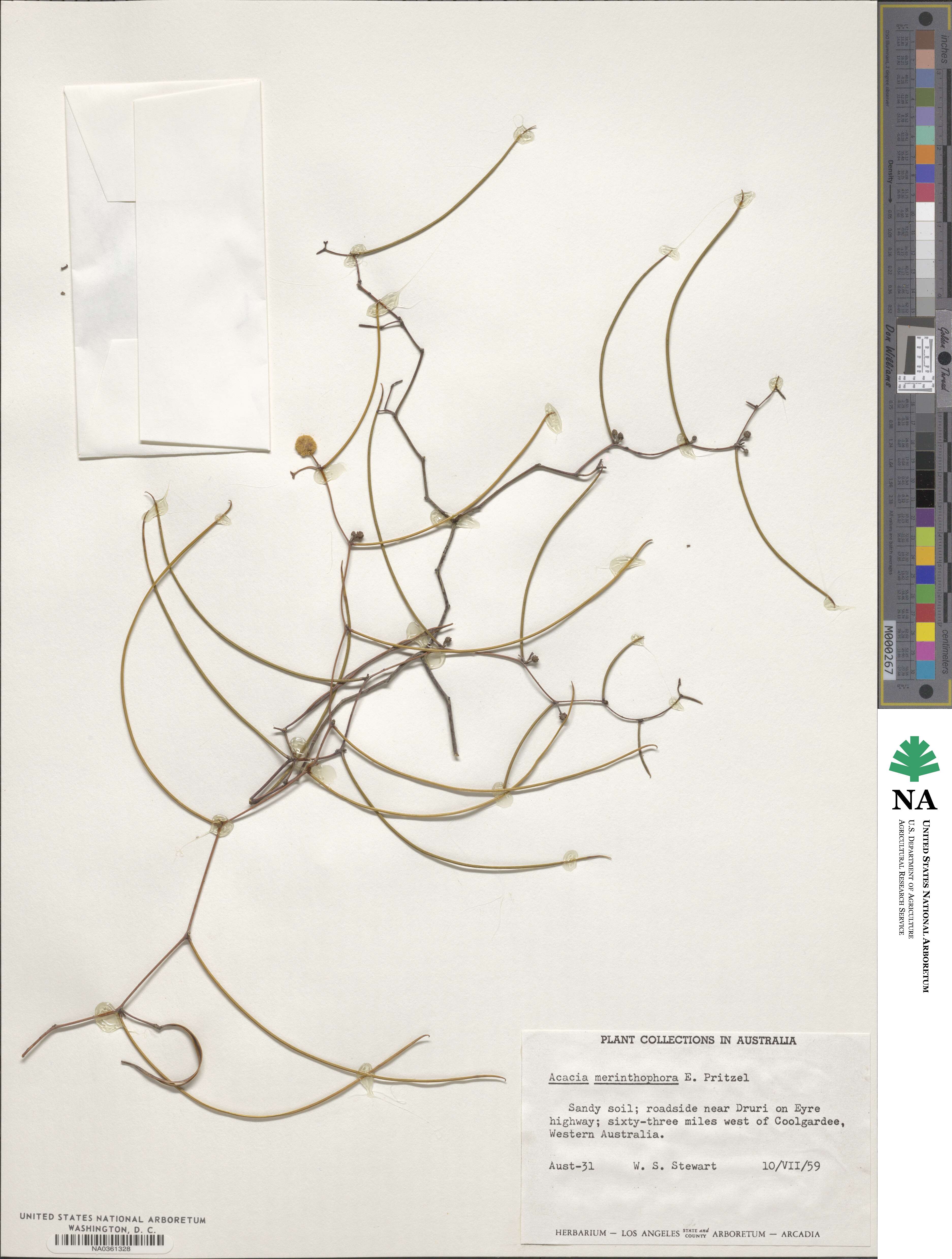 Acacia merinthophora image