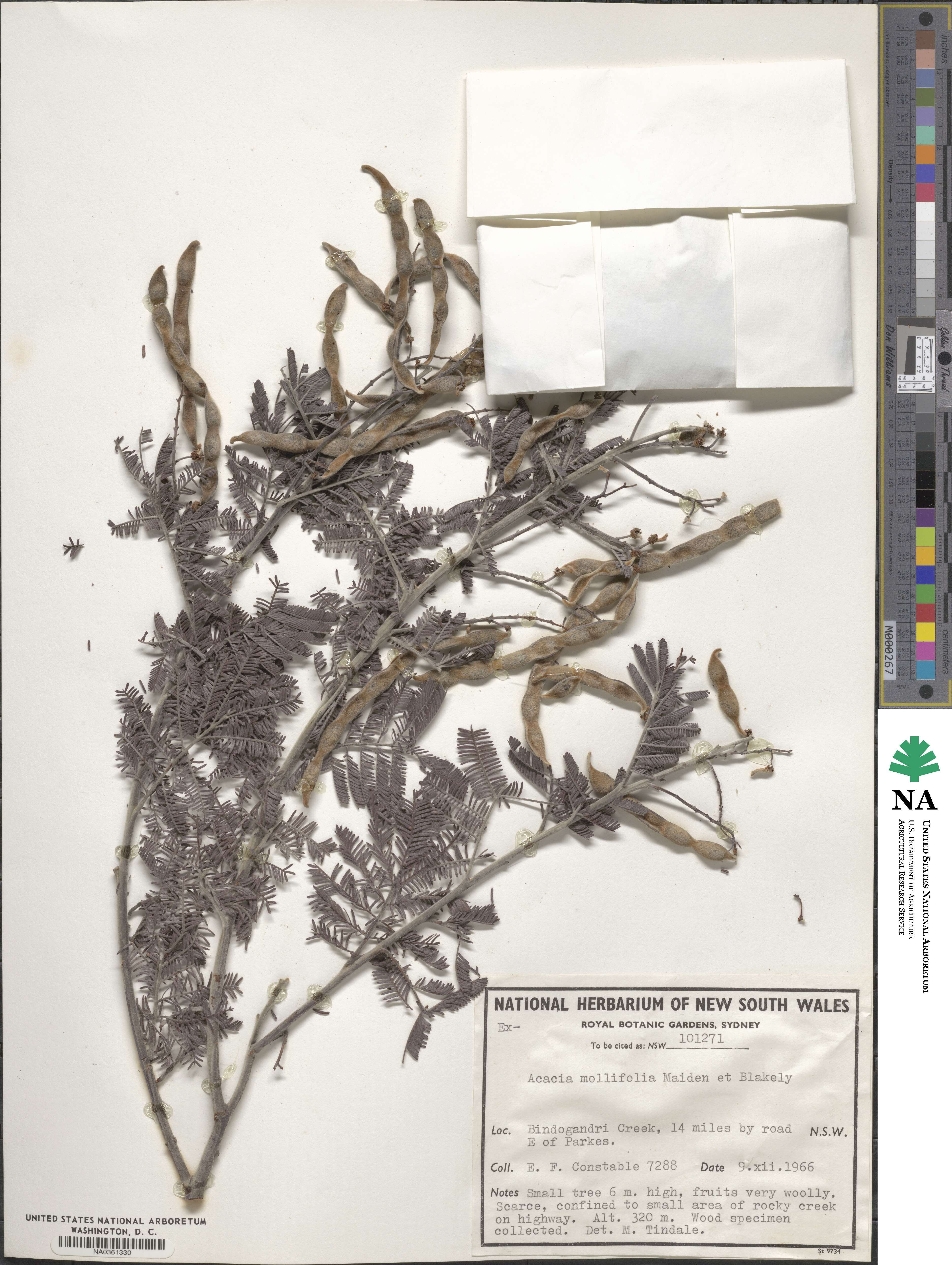 Acacia mollifolia image